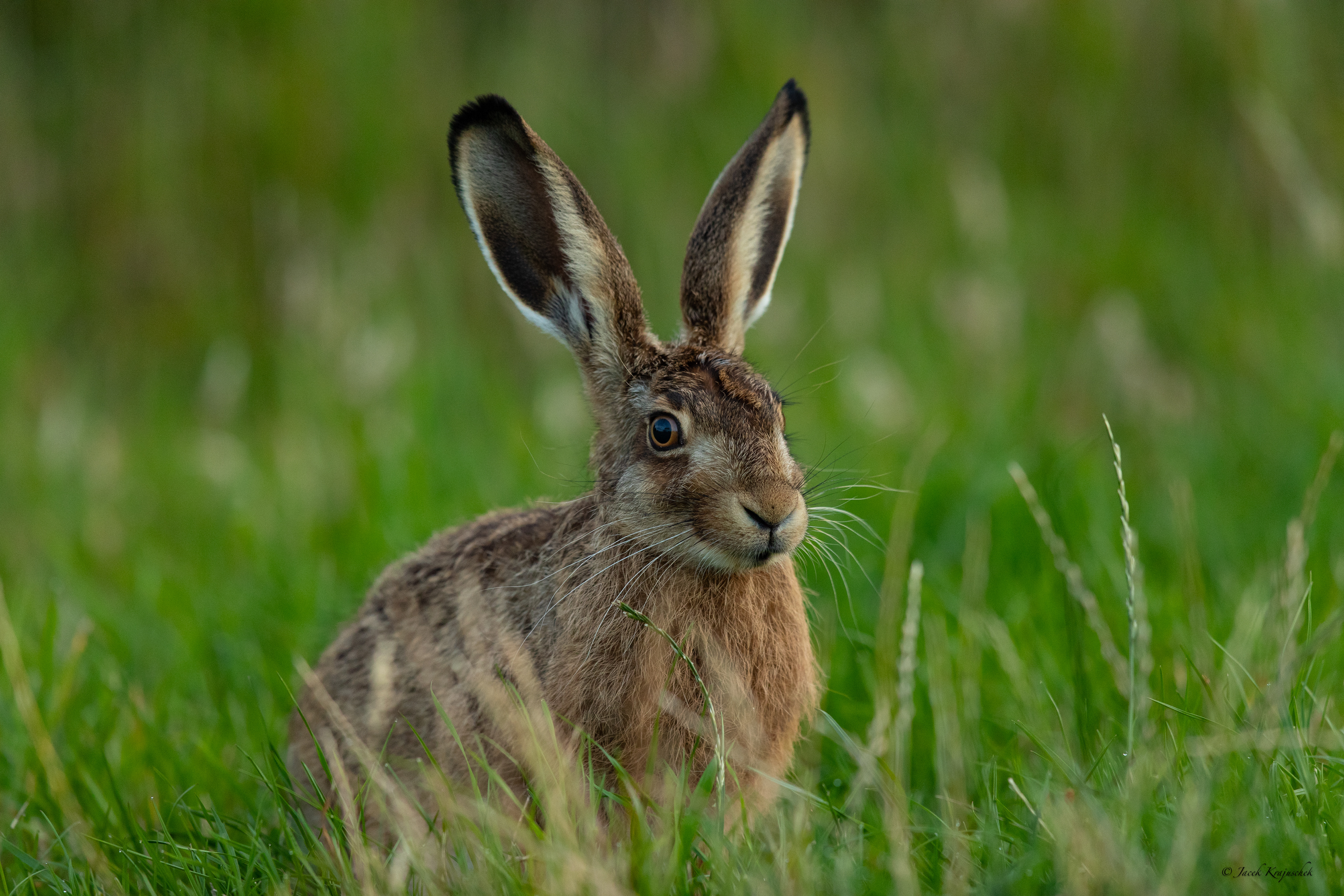 Feldhase (Lepus timidus) Zając