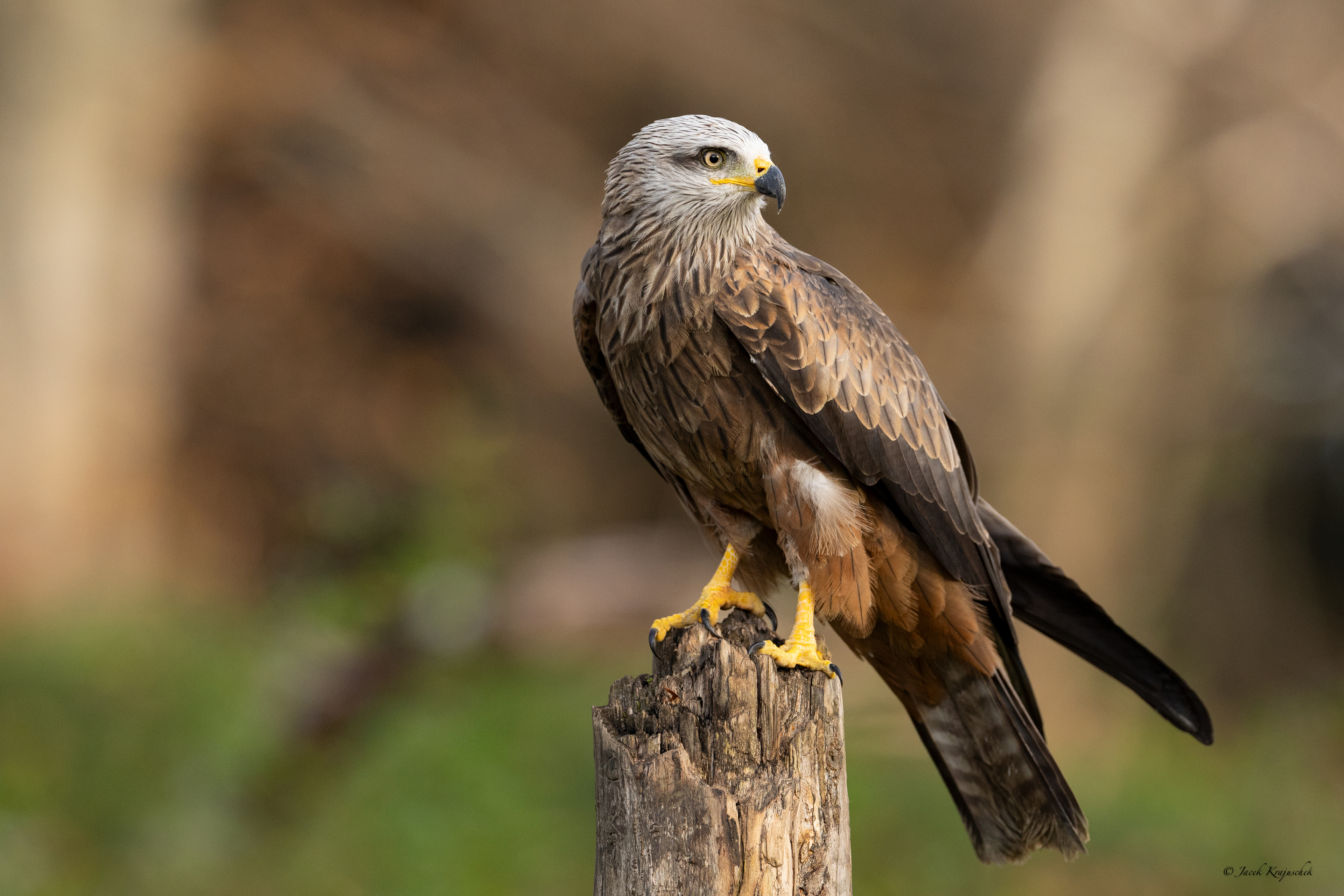 Schwarzmilan (Milvus migrans) Kania czarna