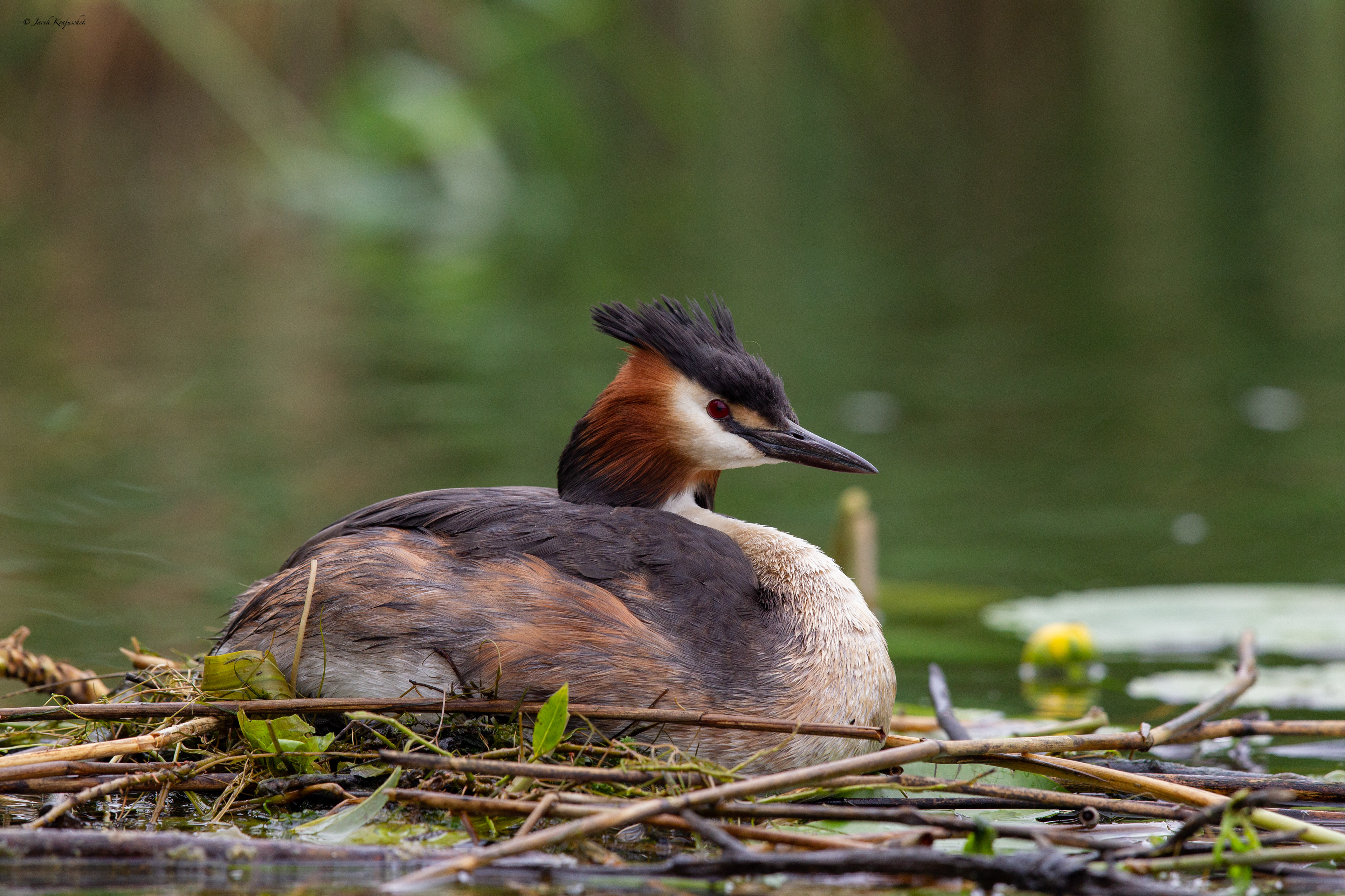 Haubentaucher (Podiceps cristatus) Perkoz dwuczuby