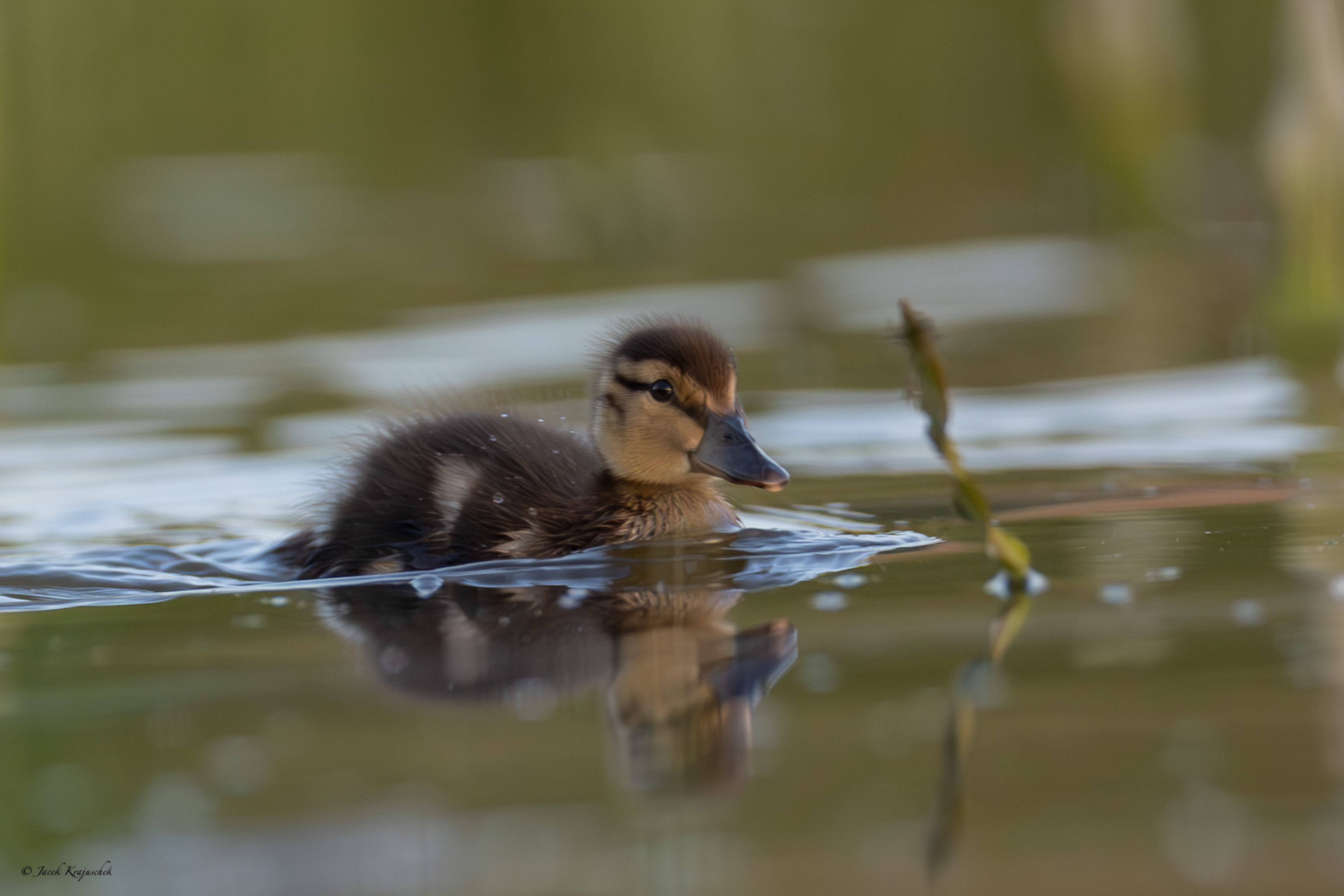 Stockente (Anas platyrhynchos) Krzyżówka
