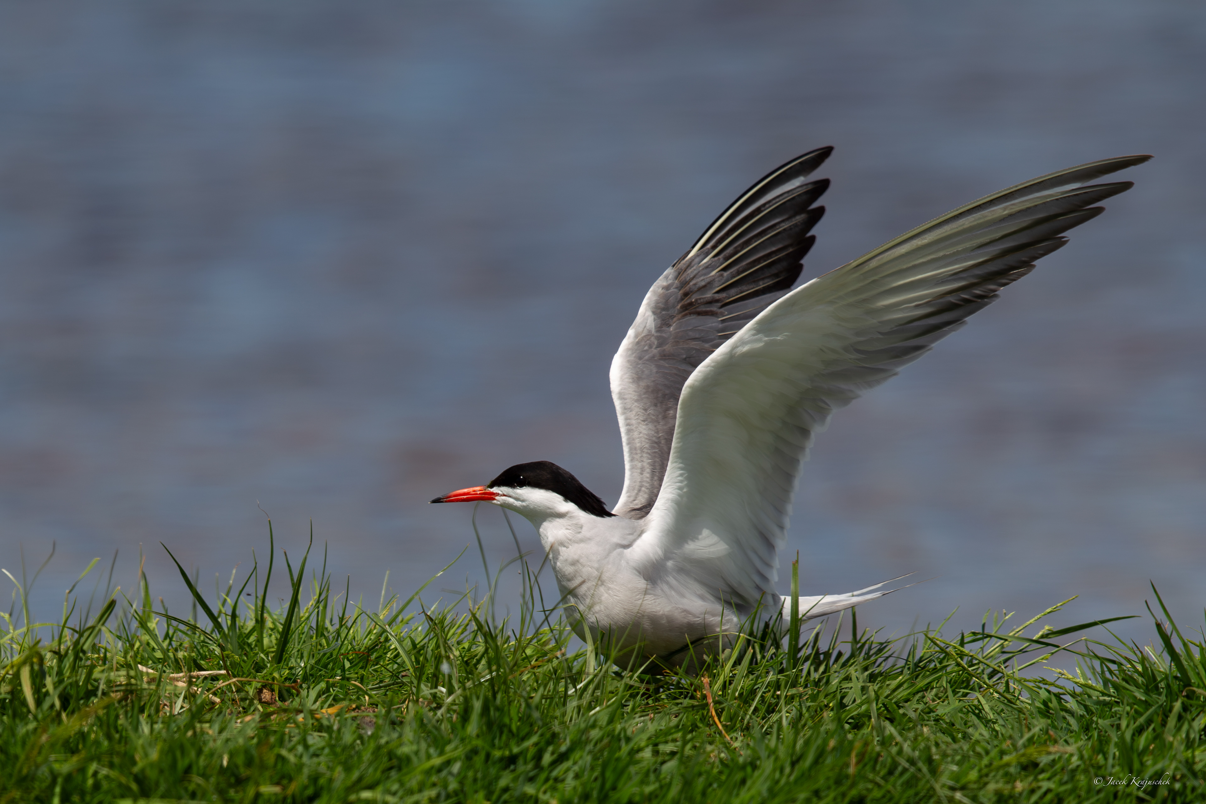 Flußseeschwalbe (Sterna Hirundo) Rybitwa rzeczna