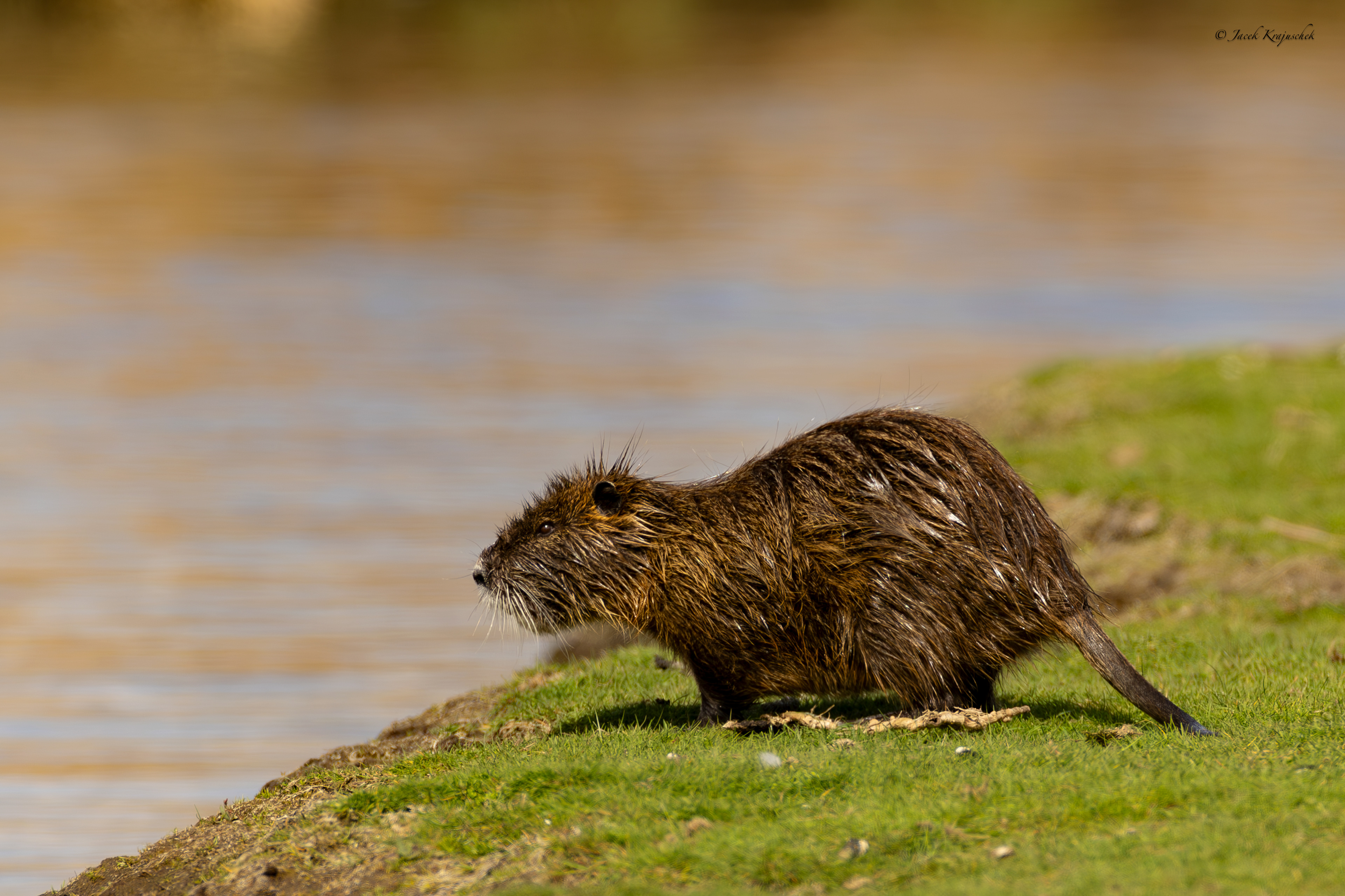 Nutria (Myocastor coypus) Nutria