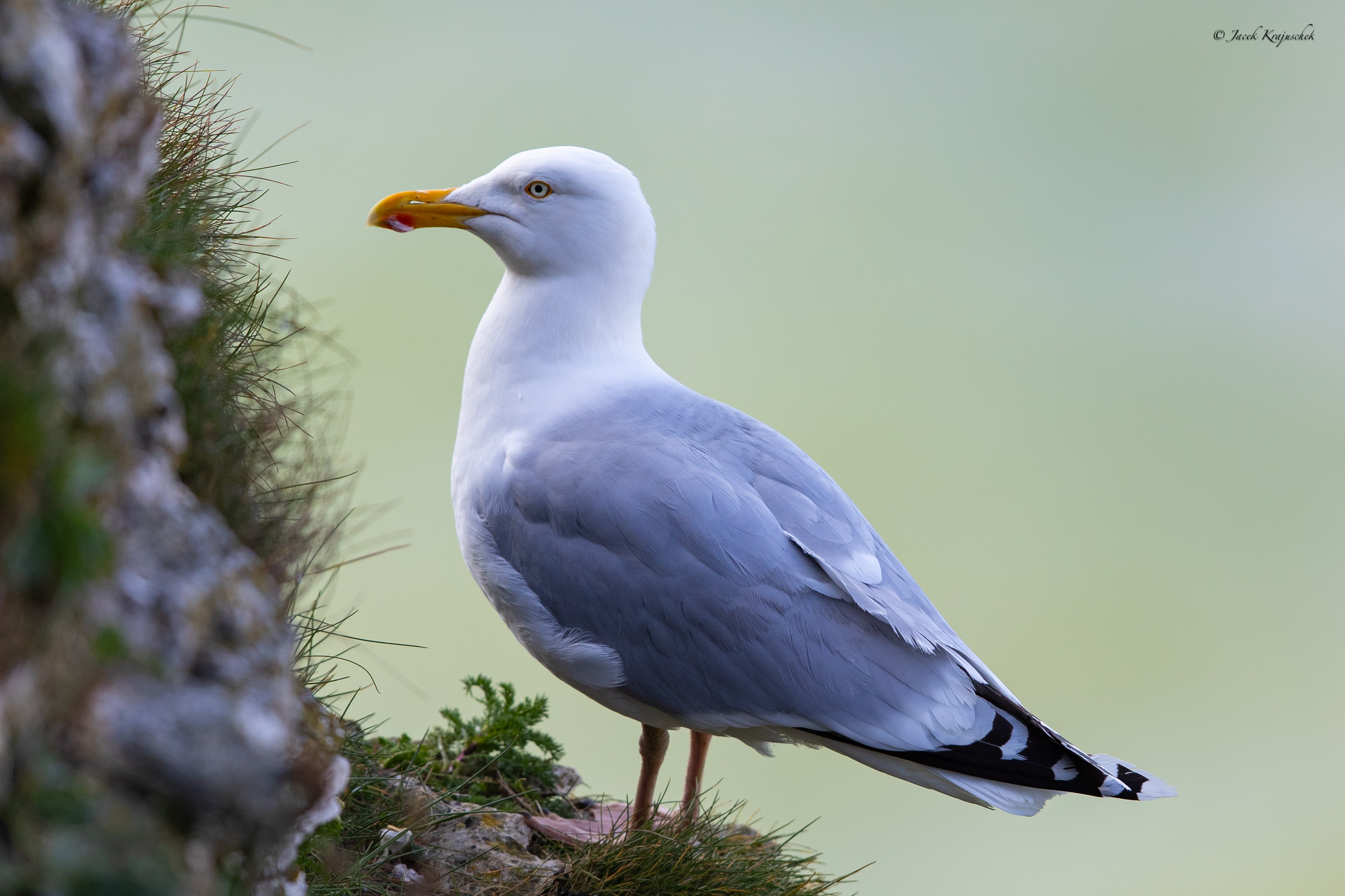 Silbermöwe (Larus argentatus) Mewa srebrzysta