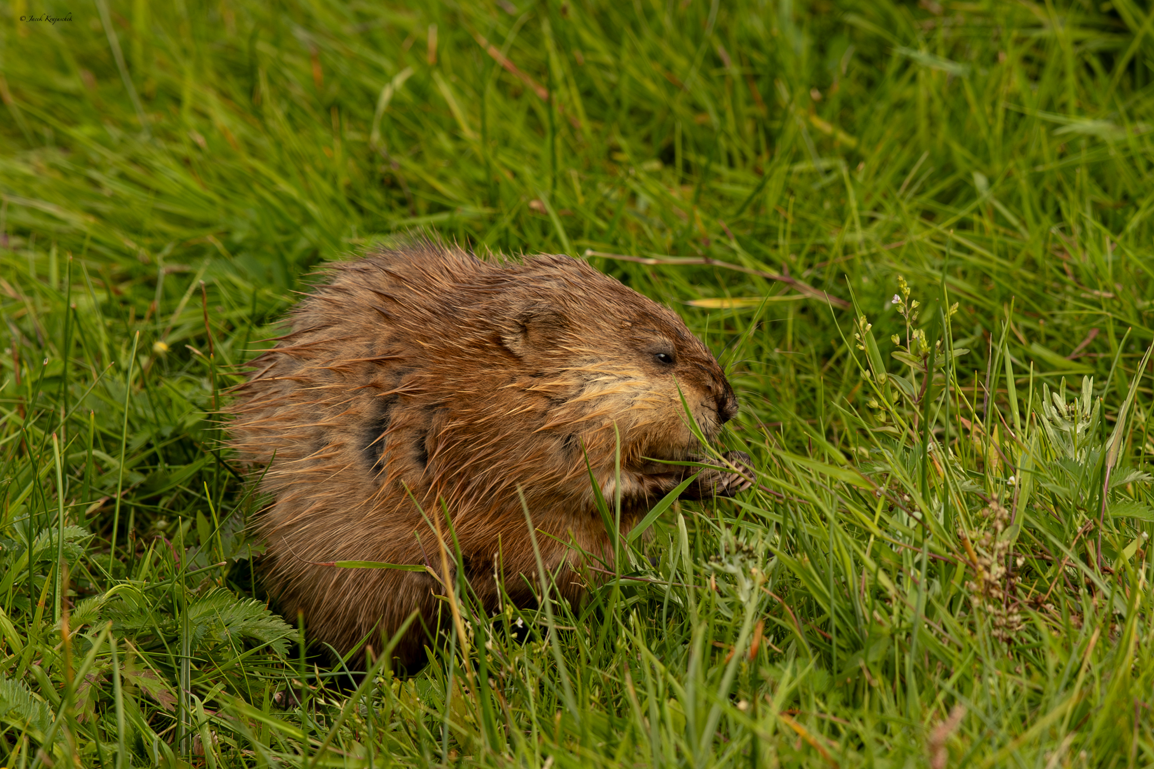 Bisamratte (Ondatra zibethicus) Piżmak