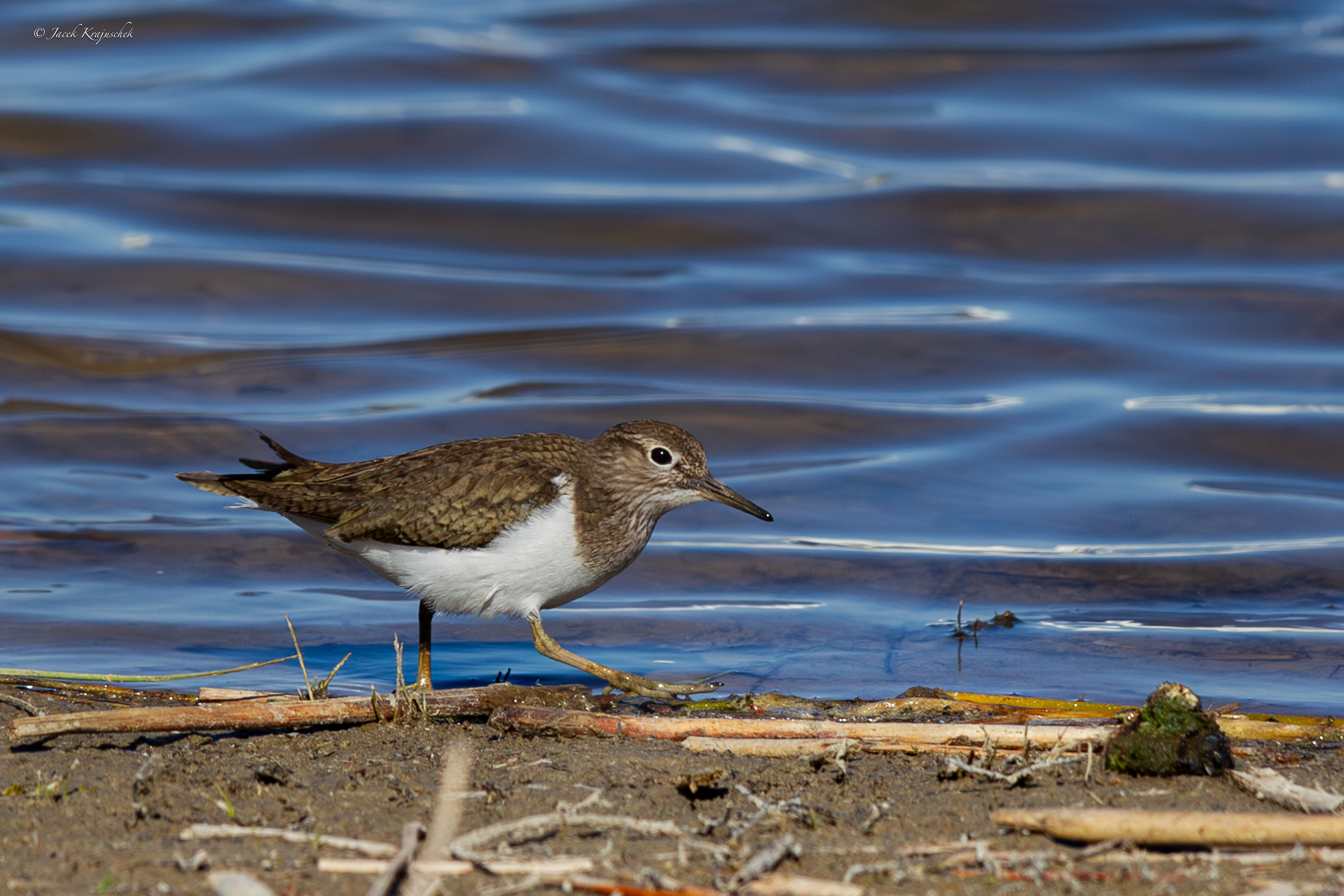 Flußuferläufer (Actitis hypoleucos) Brodziec krzykliwy