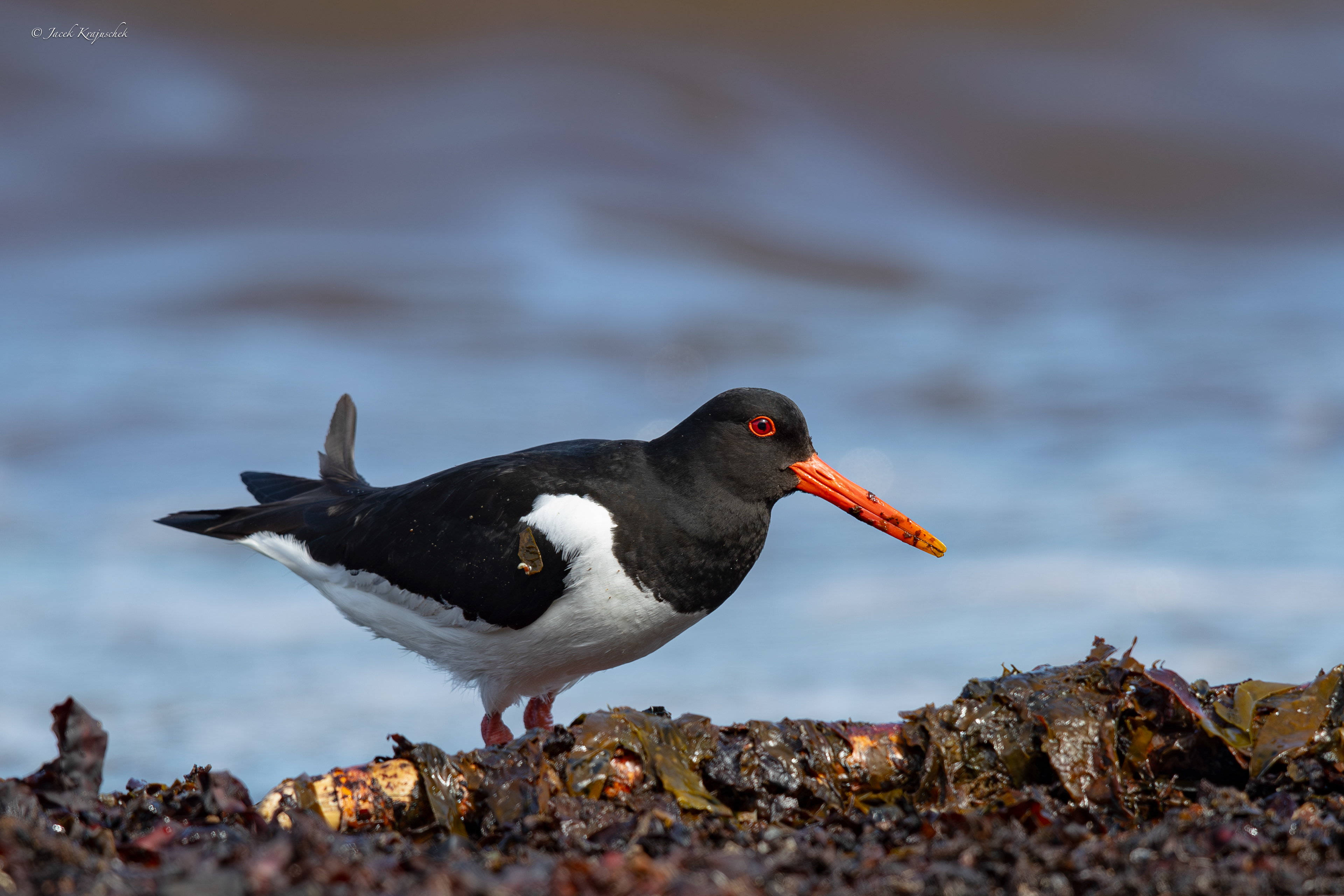 Austernfischer (Haematopus ostralegus) Ostrygojad