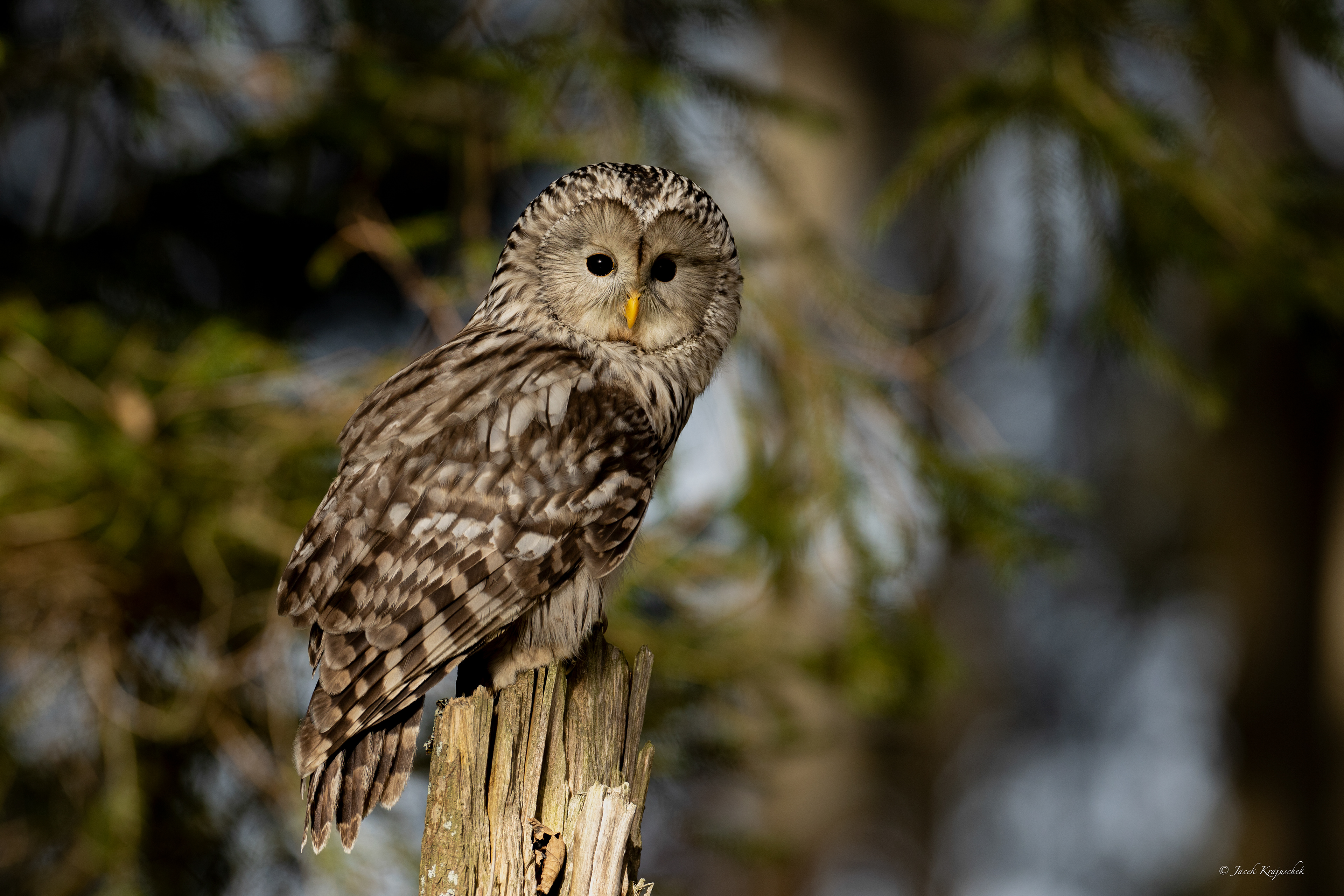 Habichtskauz (Strix uralensis) Puszczyk uralski