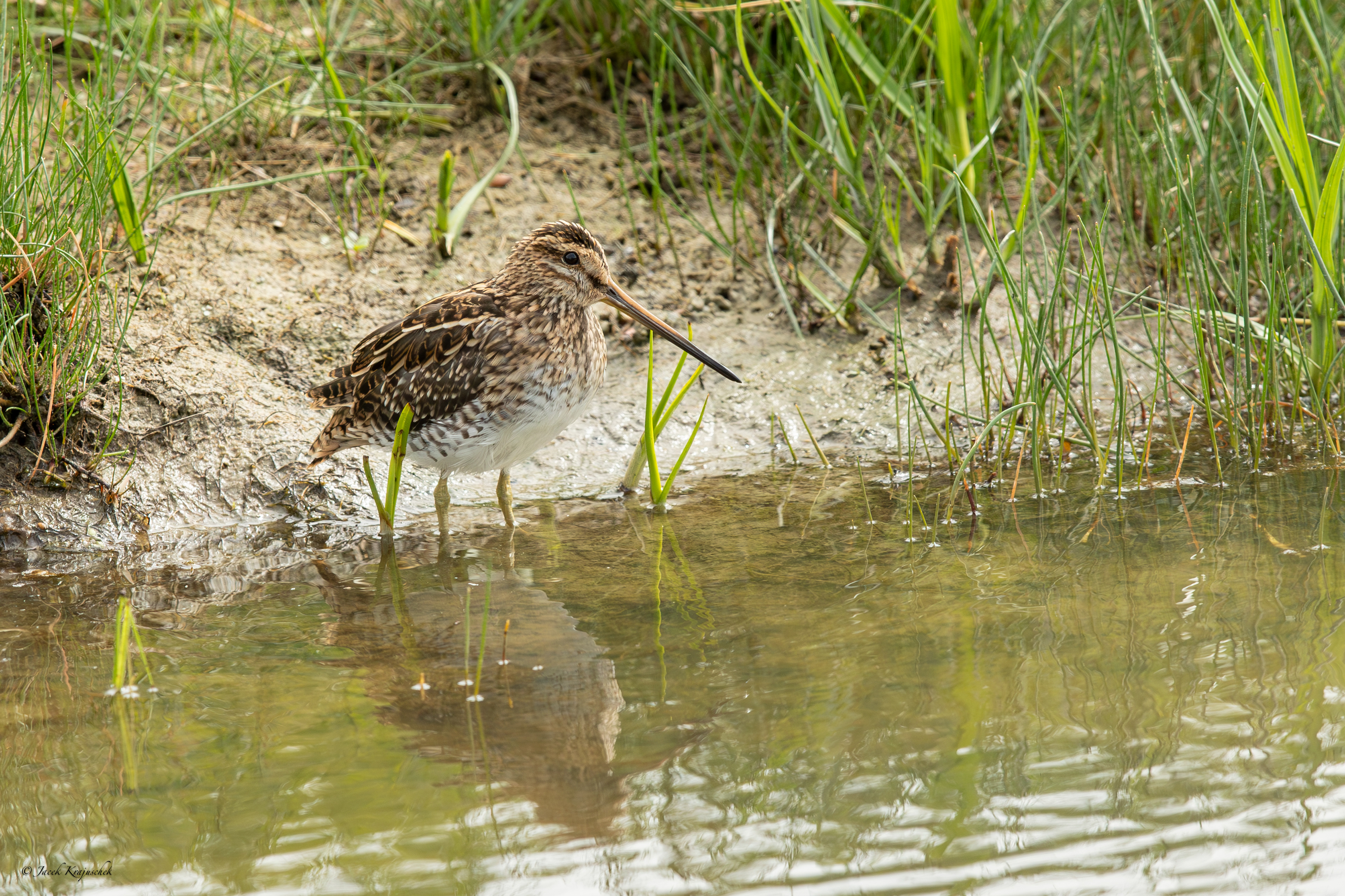 Bekassine (Gallinago gallinago) Kszyk