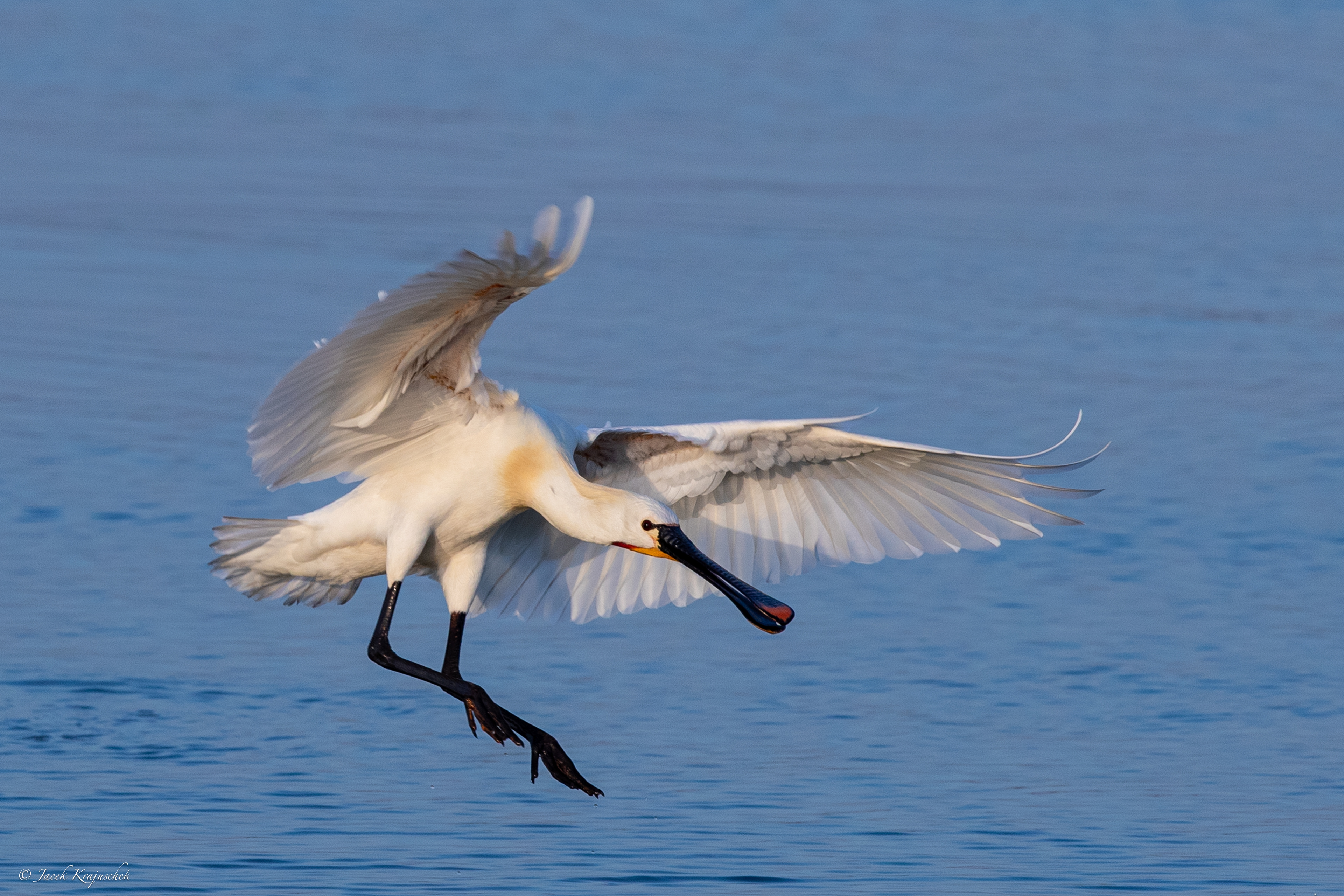 Löffler (Platalea leucorodia) Warzęcha