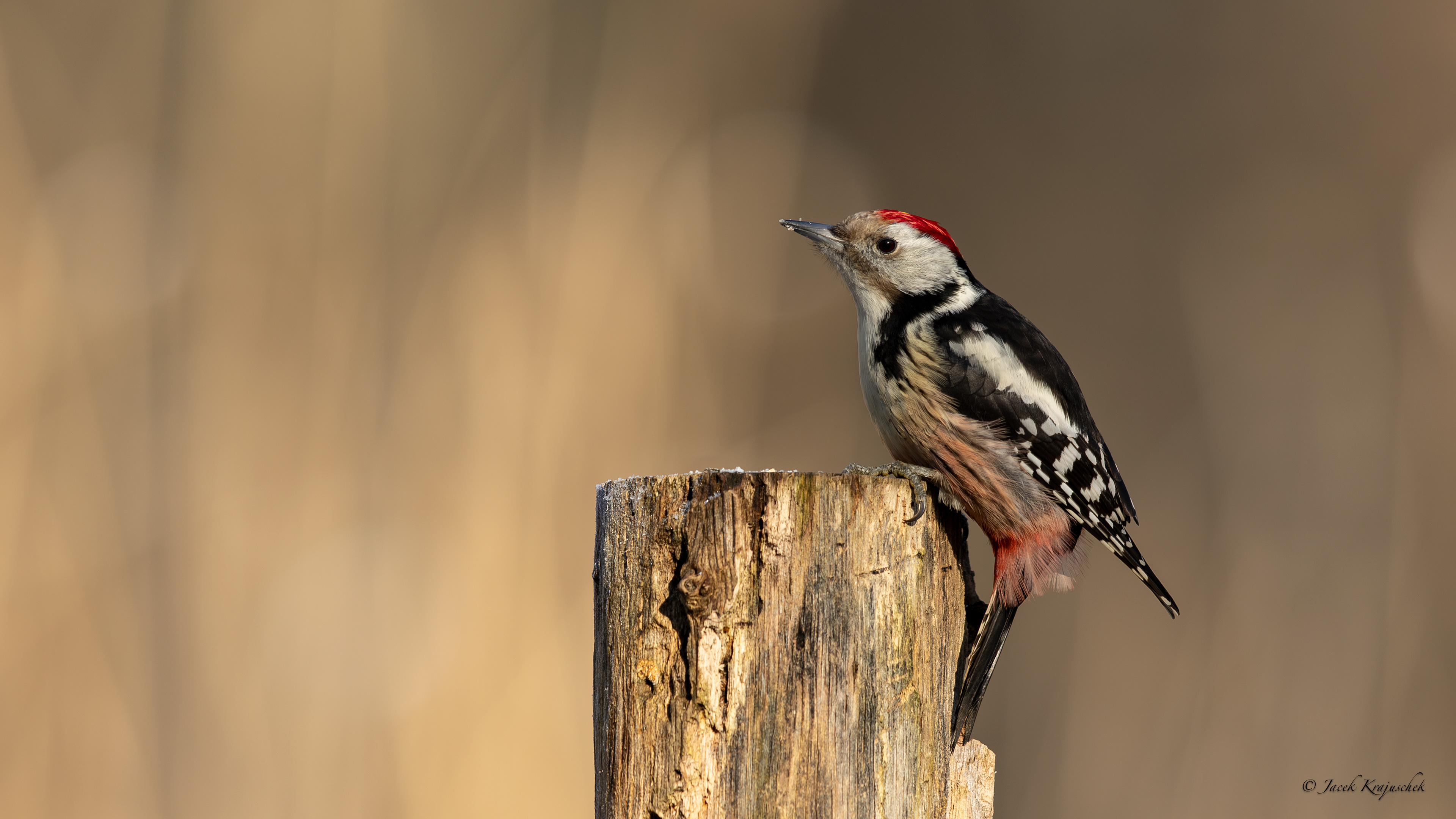 Mittelspecht (Picoides medius) Dzięcioł średni