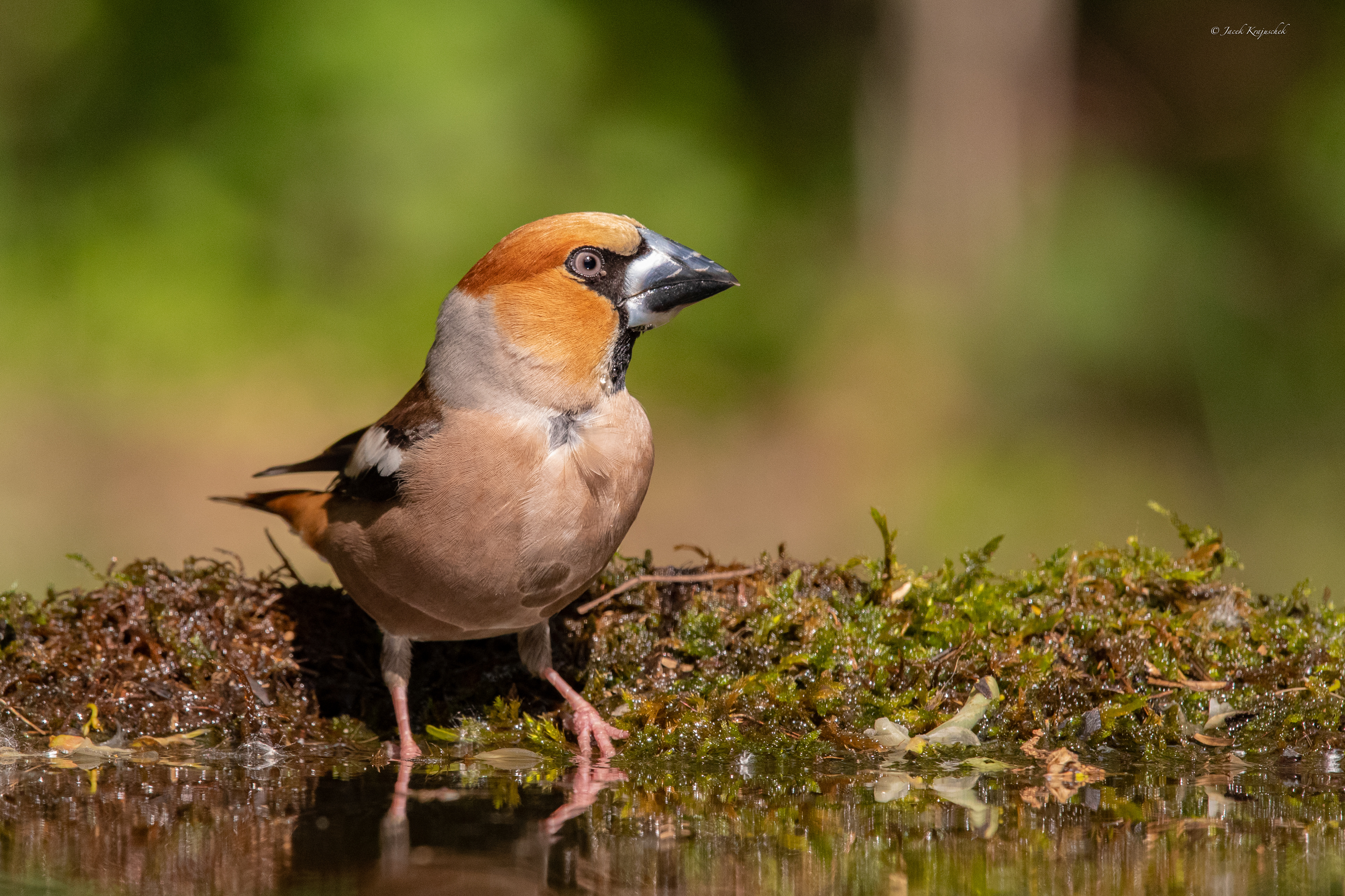 Kernbeißer (Coccothraustes coccothraustes) Grubodziób