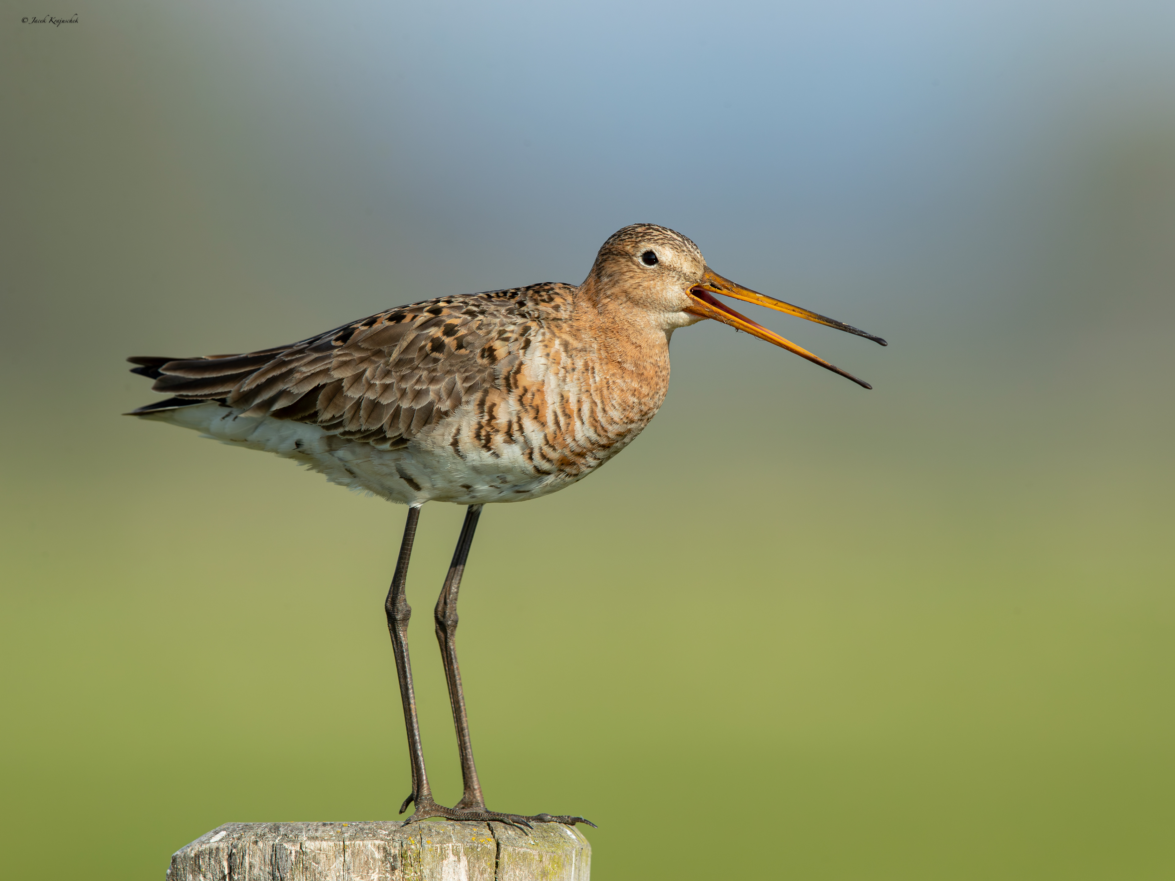 Uferschnepfe (Limosa limosa) Rycyk