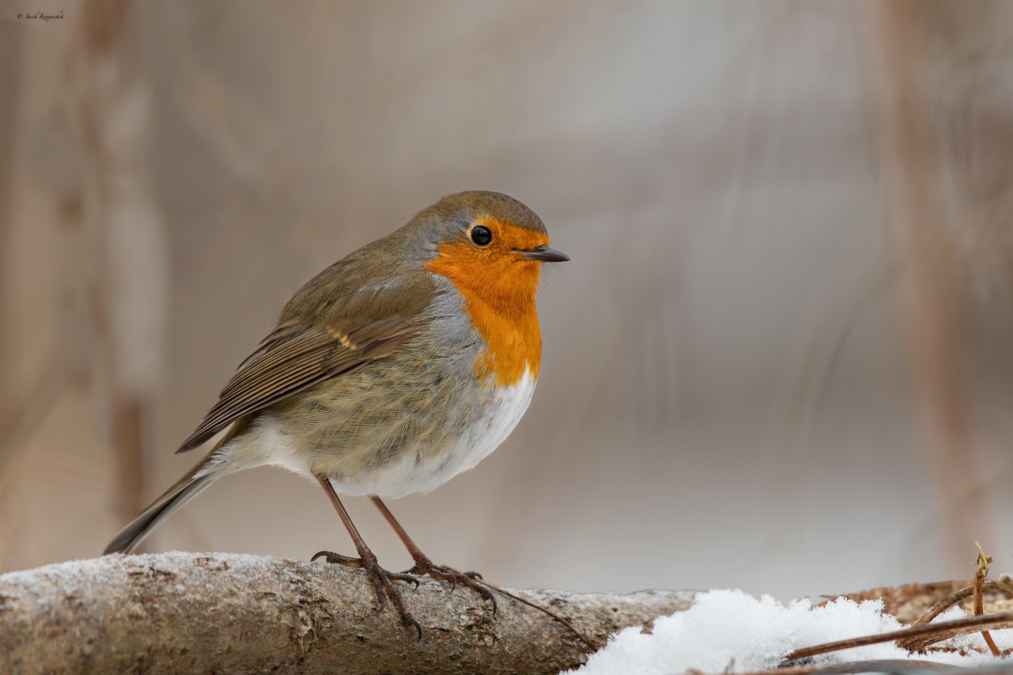 Rotkehlchen (Erithacus rubecula) Rudzik