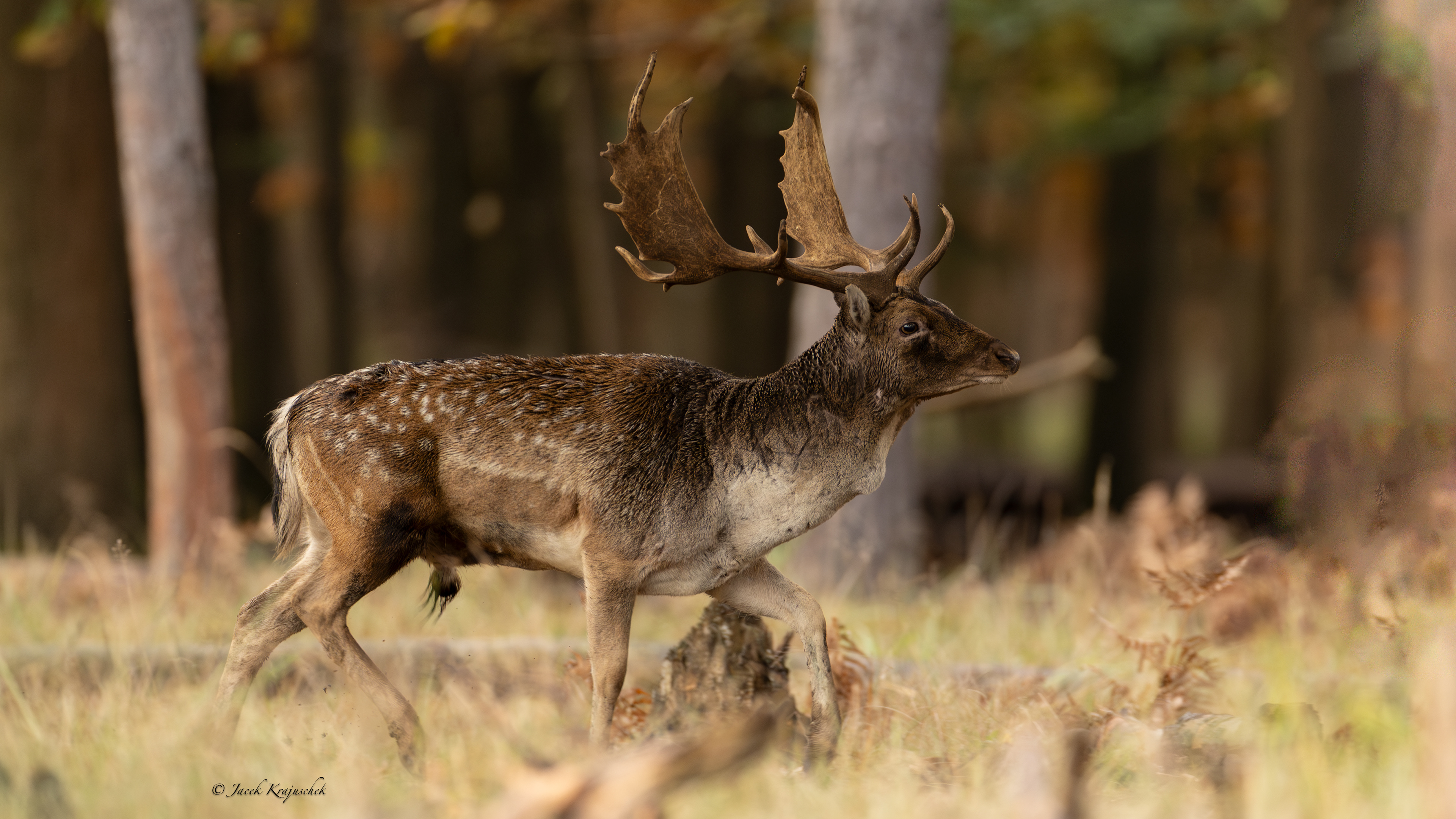 Damhirsch (Dama dama) Daniel