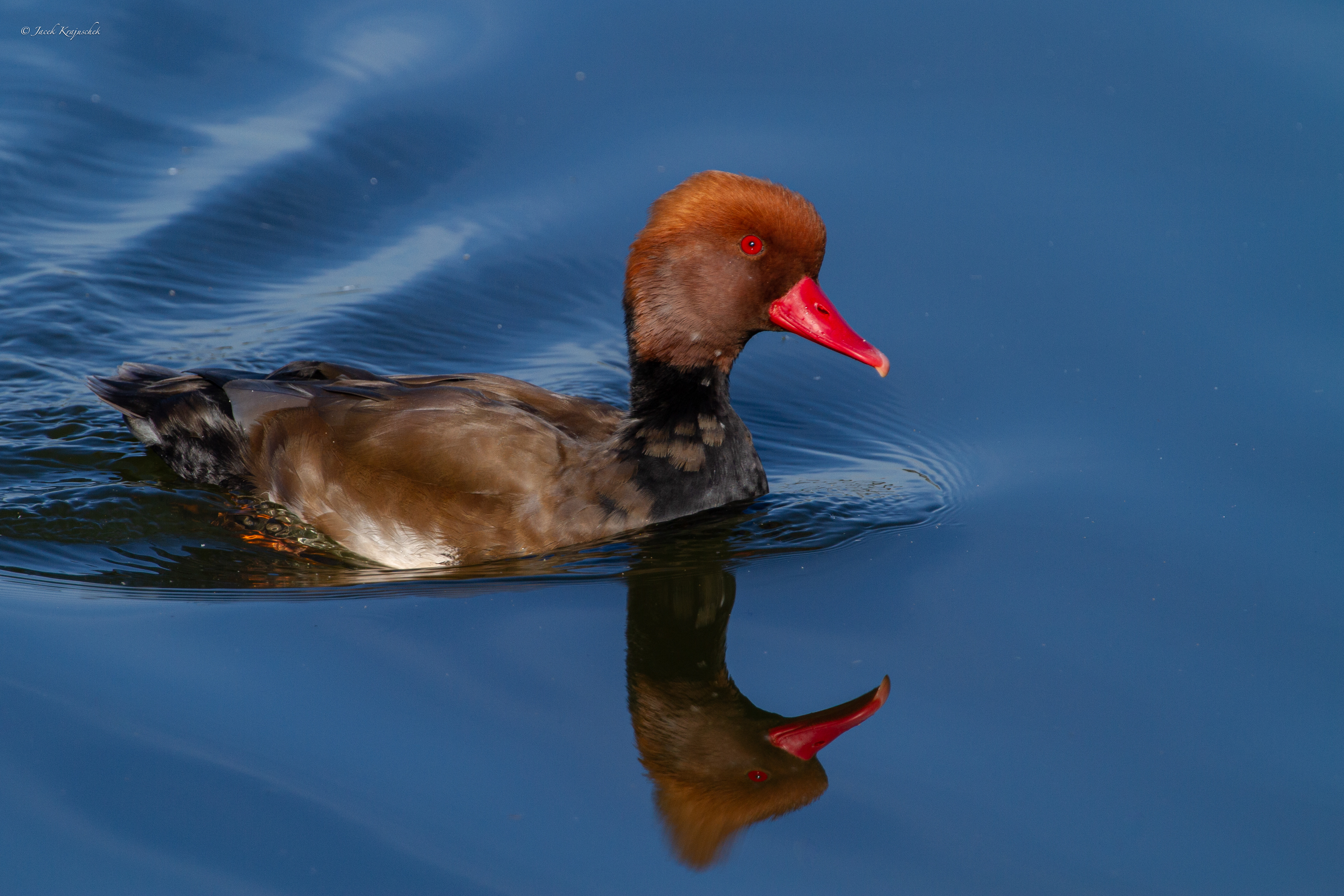Kolbenente (Netto rufina) Hełmiatka