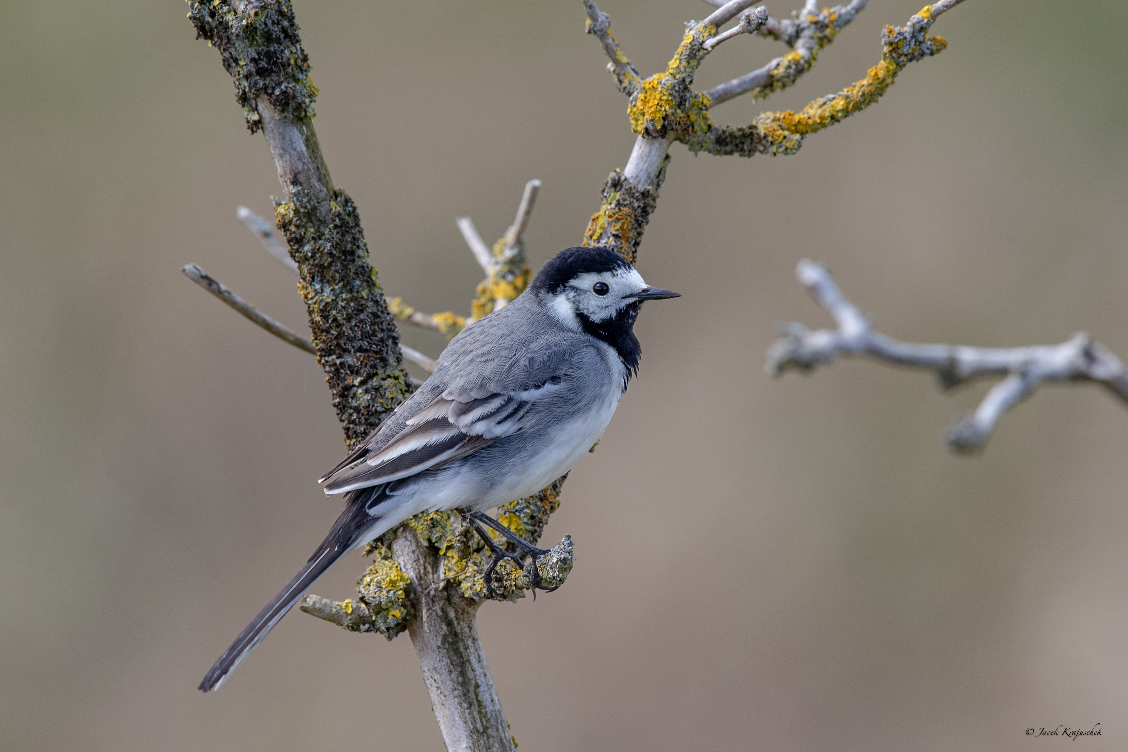 Bachstelze (Motacilla alba) Pliszka siwa