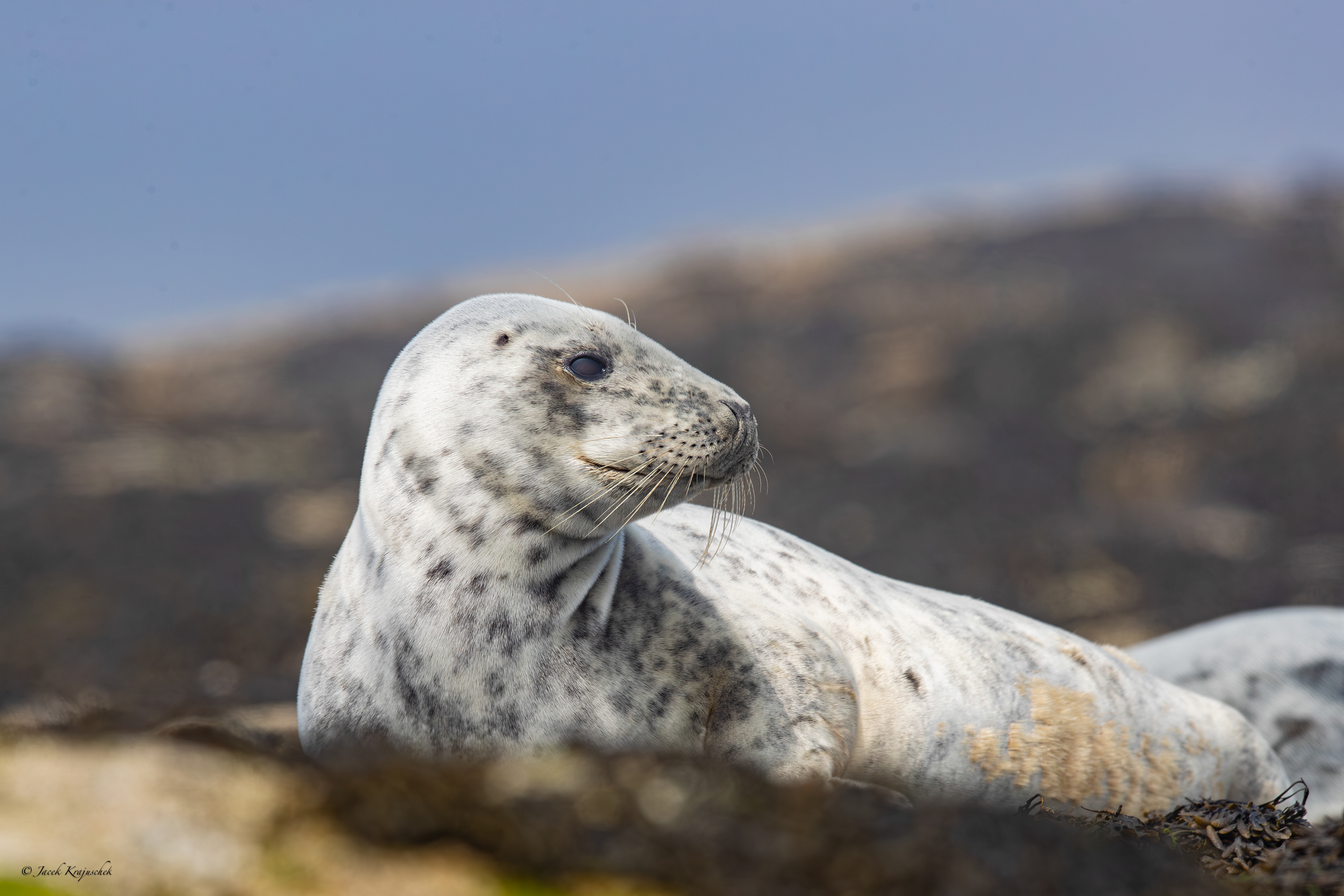 Kegelrobbe (Halichoreus grypus) Szarytka morska