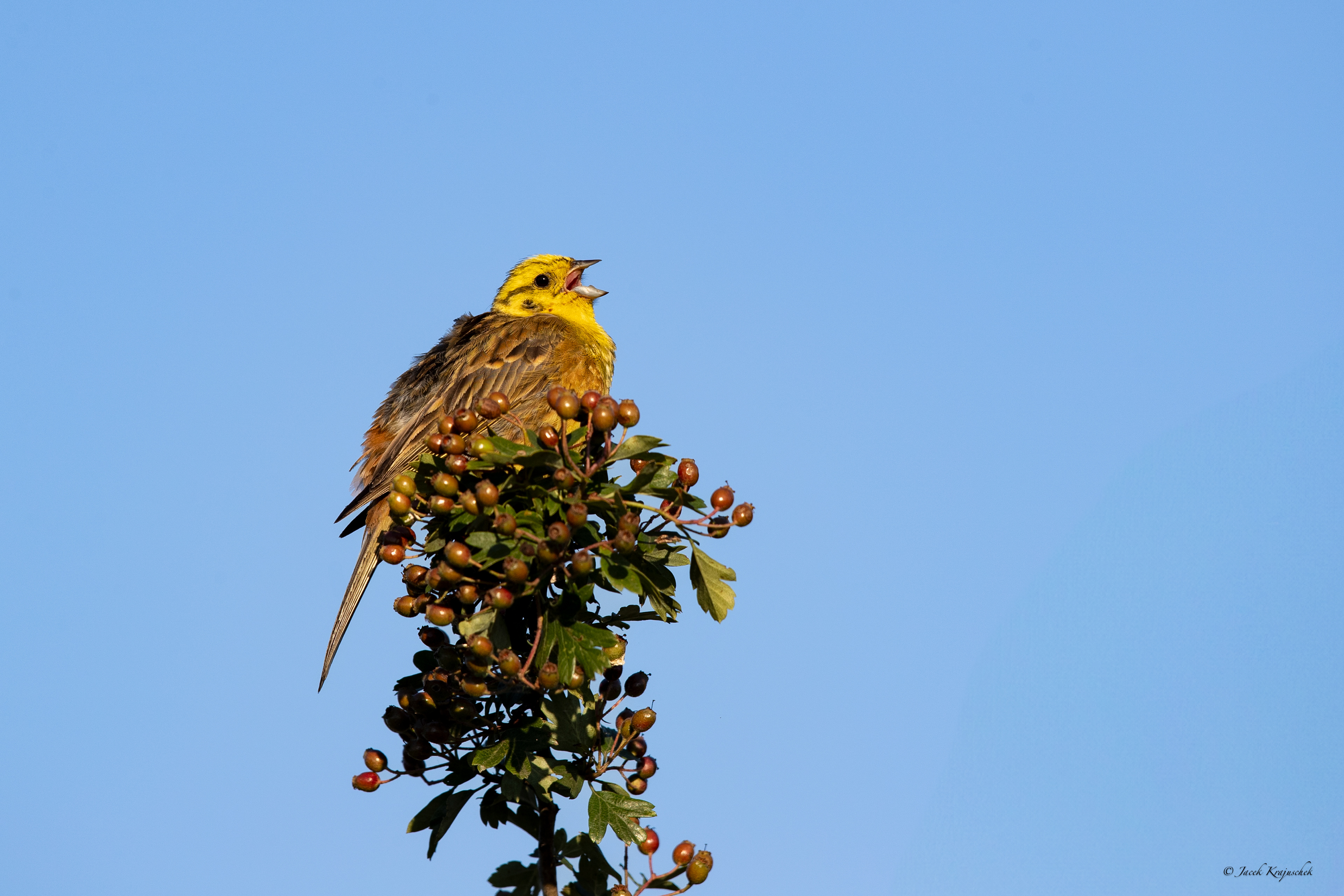 Goldammer (Emberiza citrinella) Trznadel