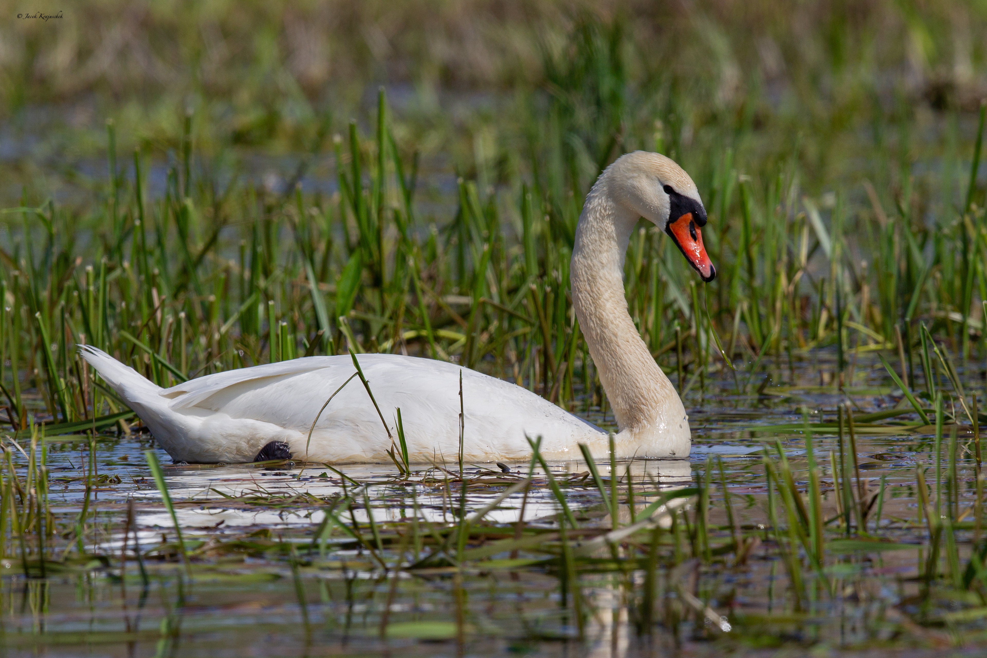 Höckerschwan (Cygnus olor) Łabędź niemy