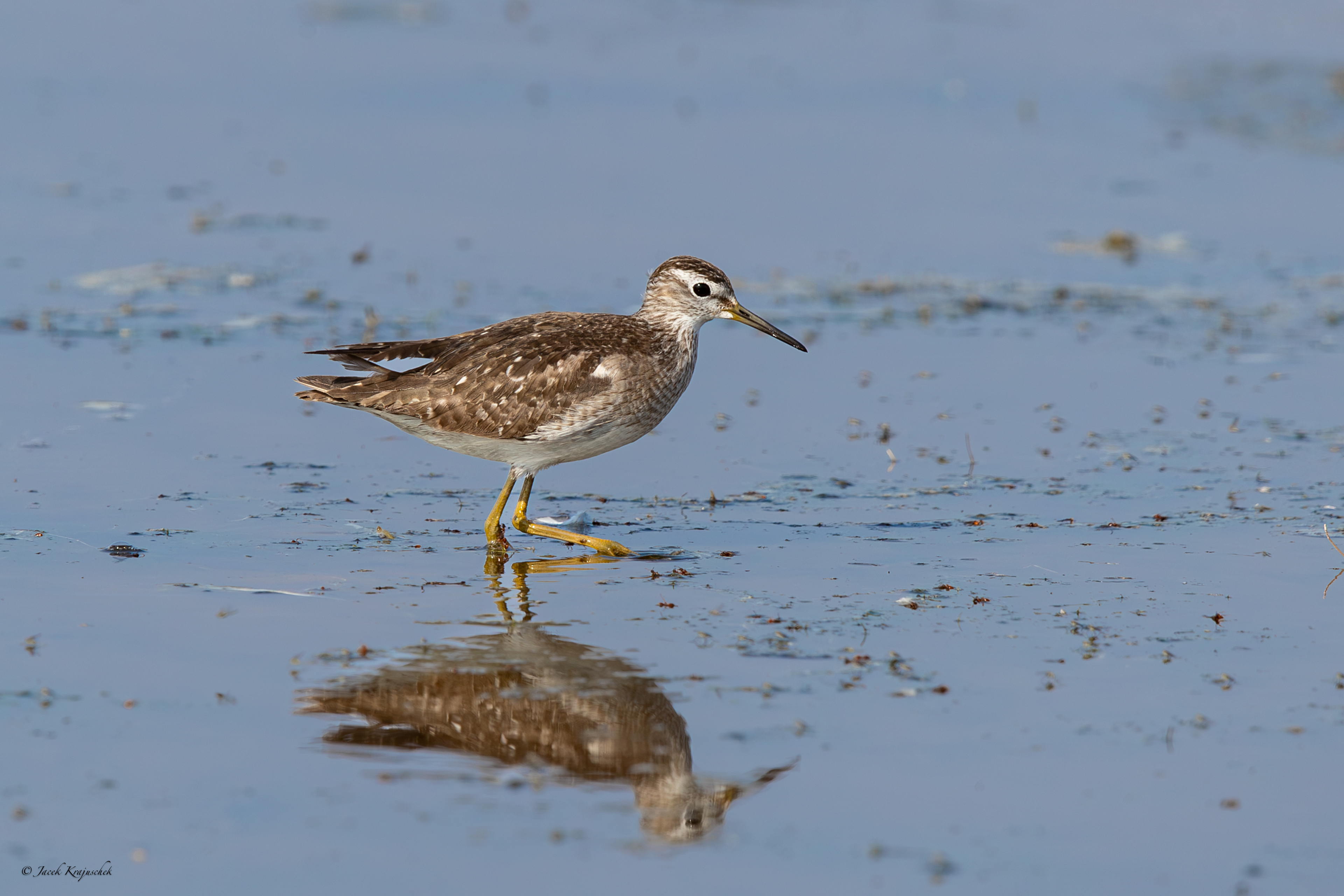 Bruchwasserläufer (Tringa glareola) Łęczak