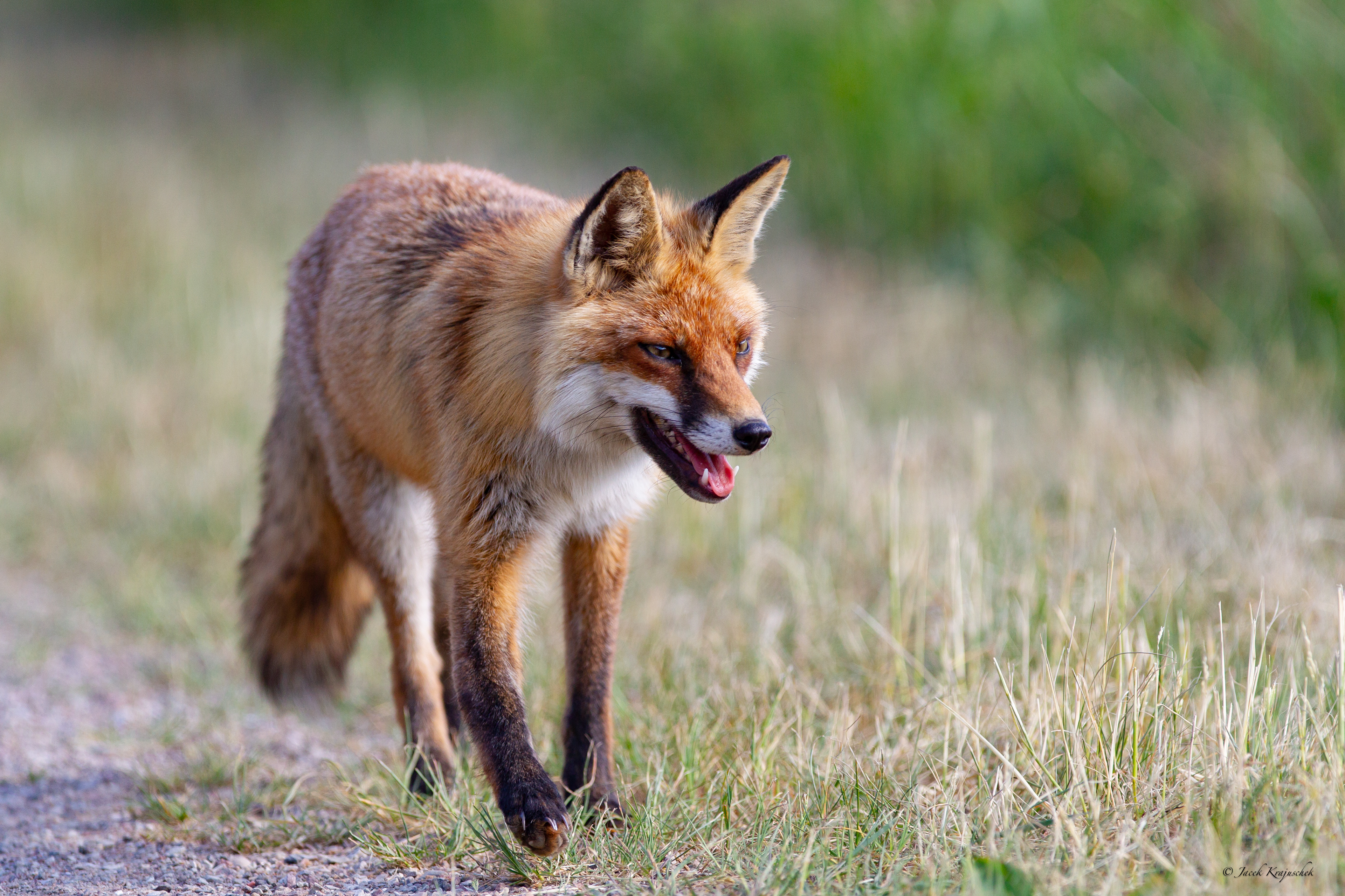 Rotfuchs (Vulpes vulpes) Lis rudy