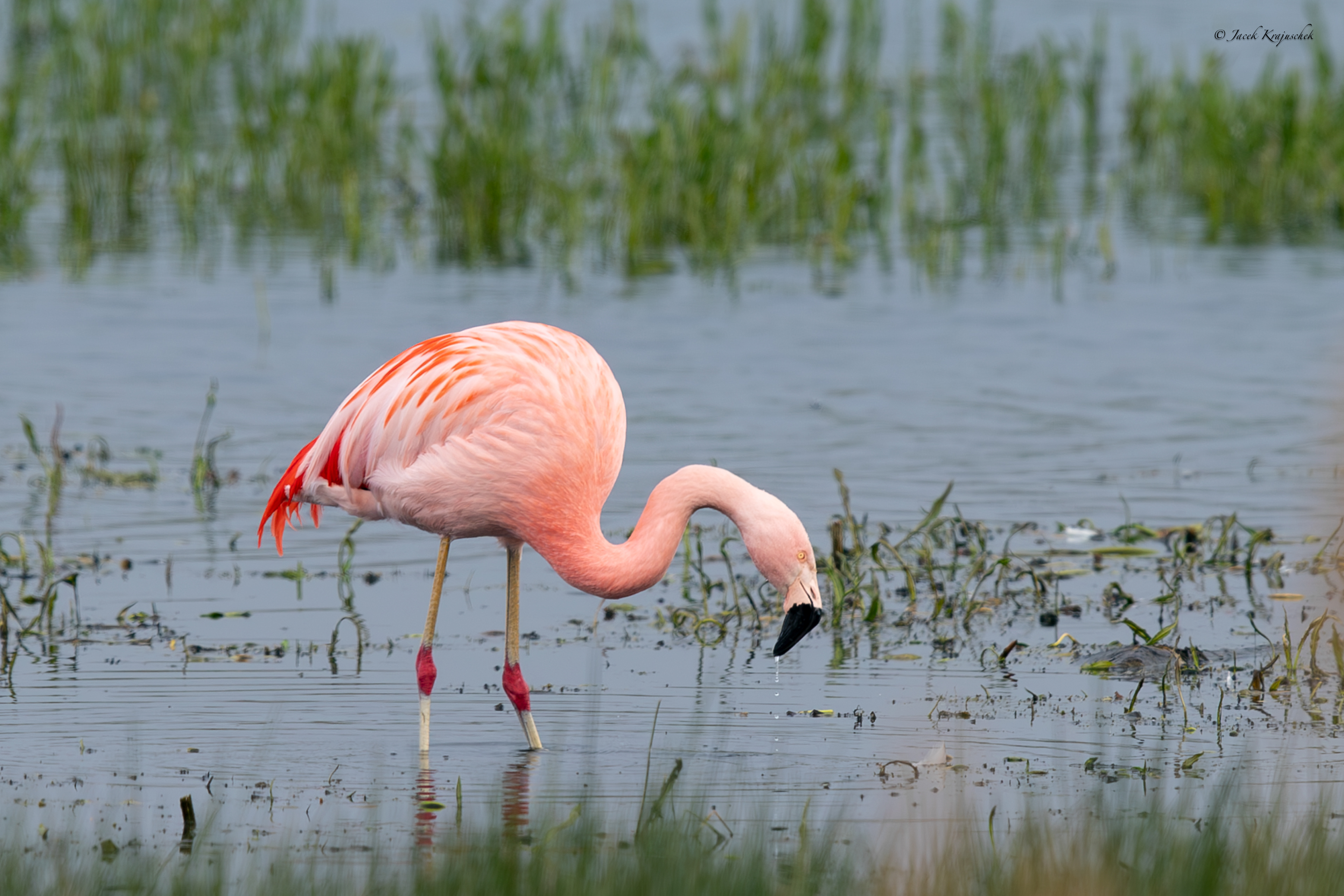 Rosaflamingo (Phoenicopterus rosens) Flaming różowy