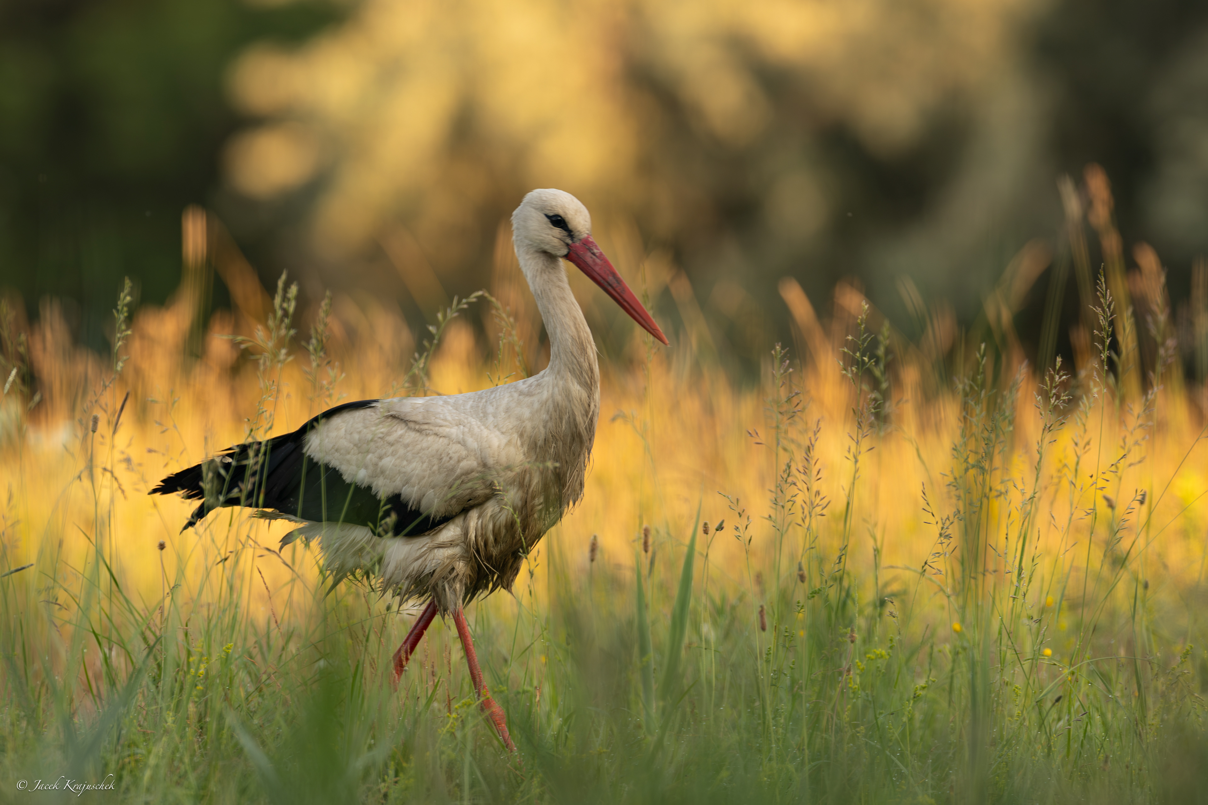 Weißstorch (Ciconia ciconia) Bocian biały