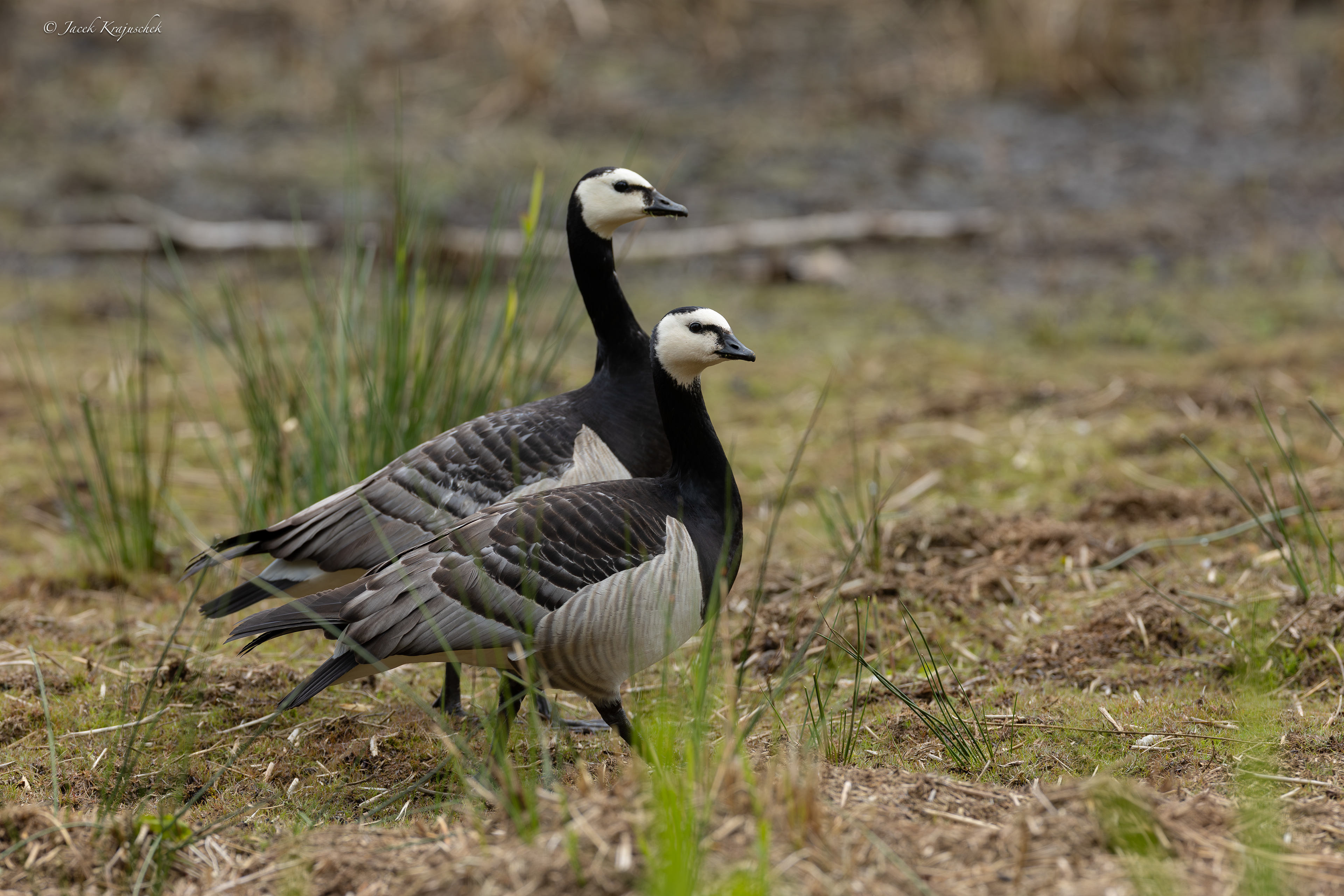 Weißwangengans (Branta leucopsis) Bernikla białolica