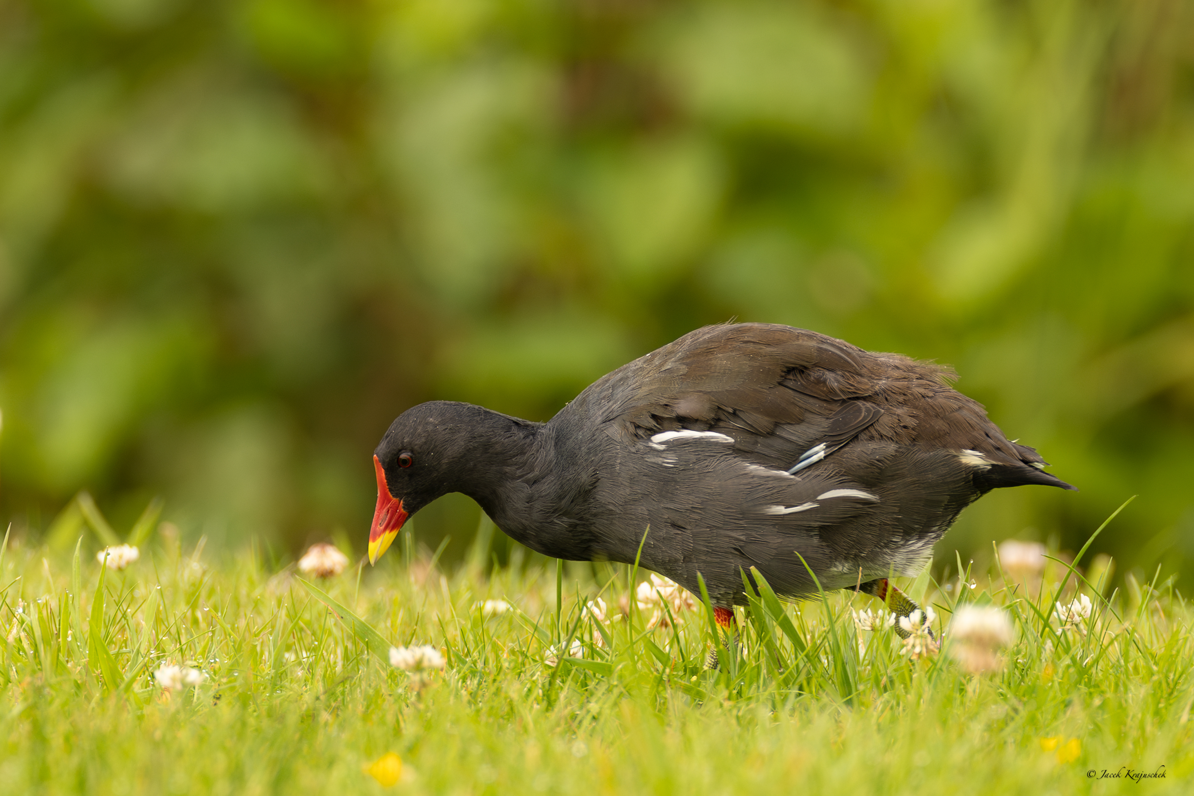 Teichhuhn (Gallinula Chloropus) Kokoszka zwyczajna