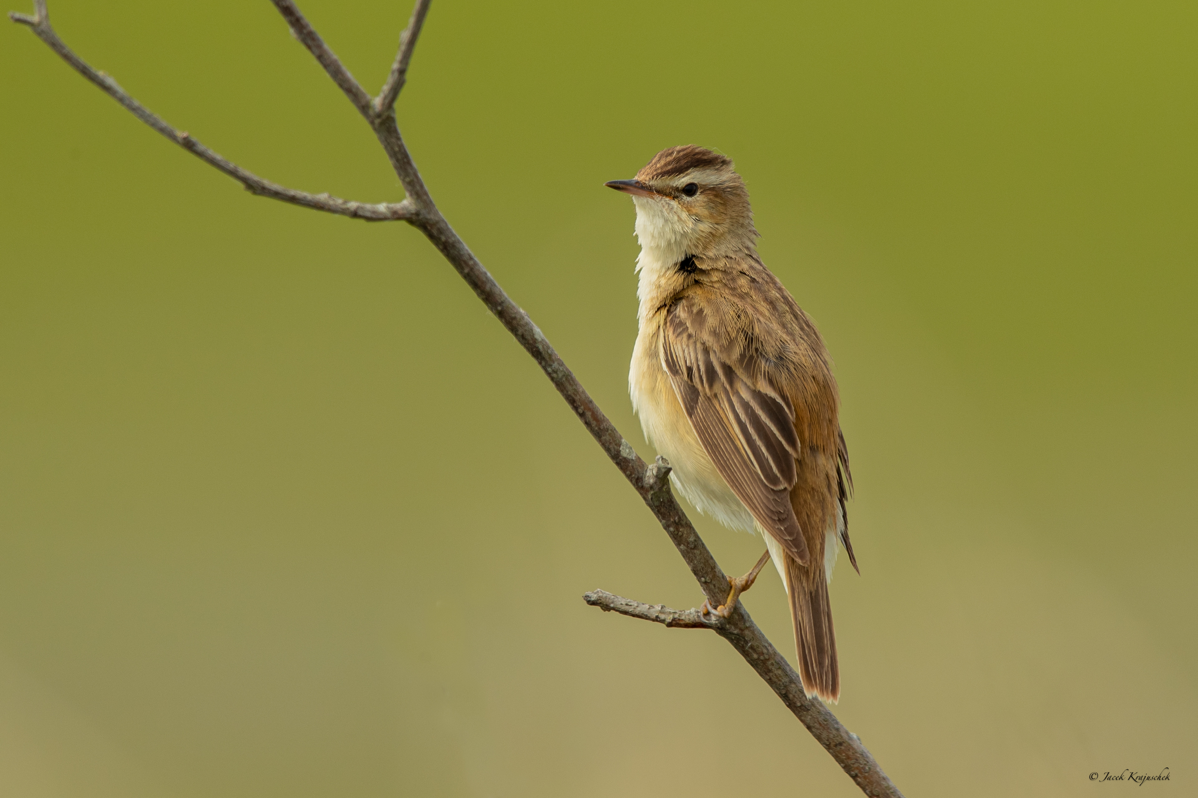 Schilfrohrsänger (Acrocephalus schoenobaenus) Rokitniczka
