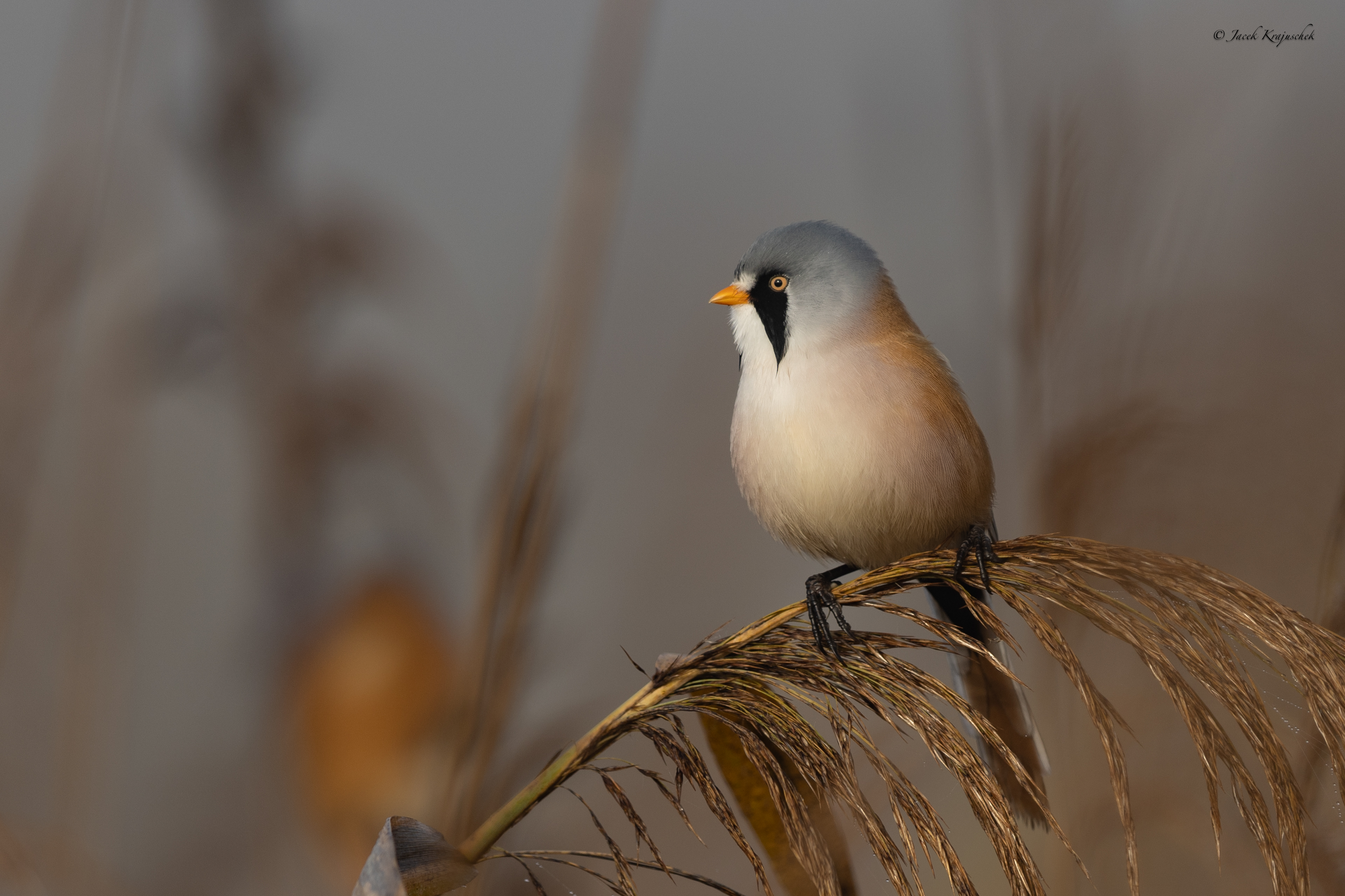 Bartmeise (Panurus biarmicus) Wąsatka