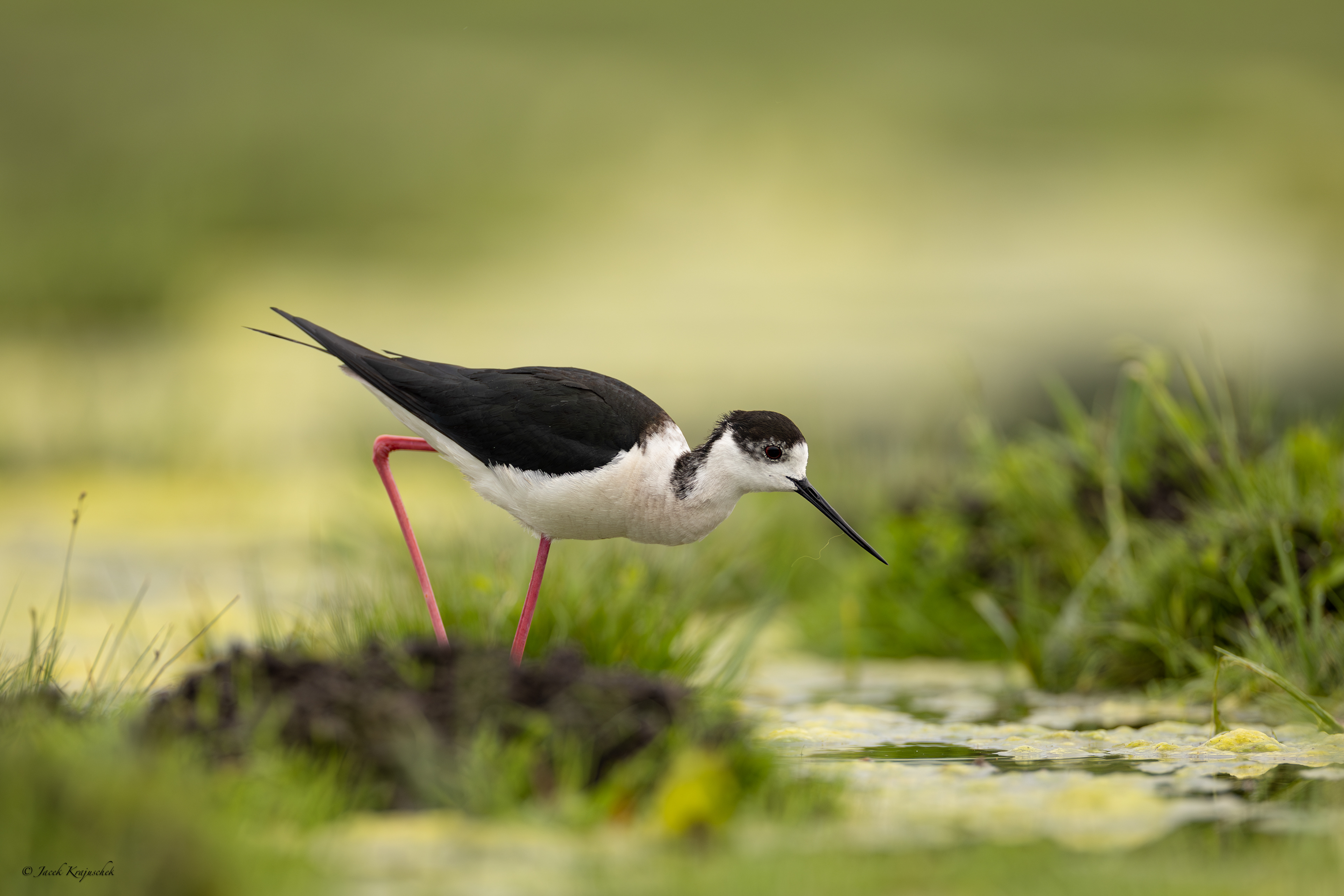 Stelzenläufer (Himantopus himantopus) Szczudłak