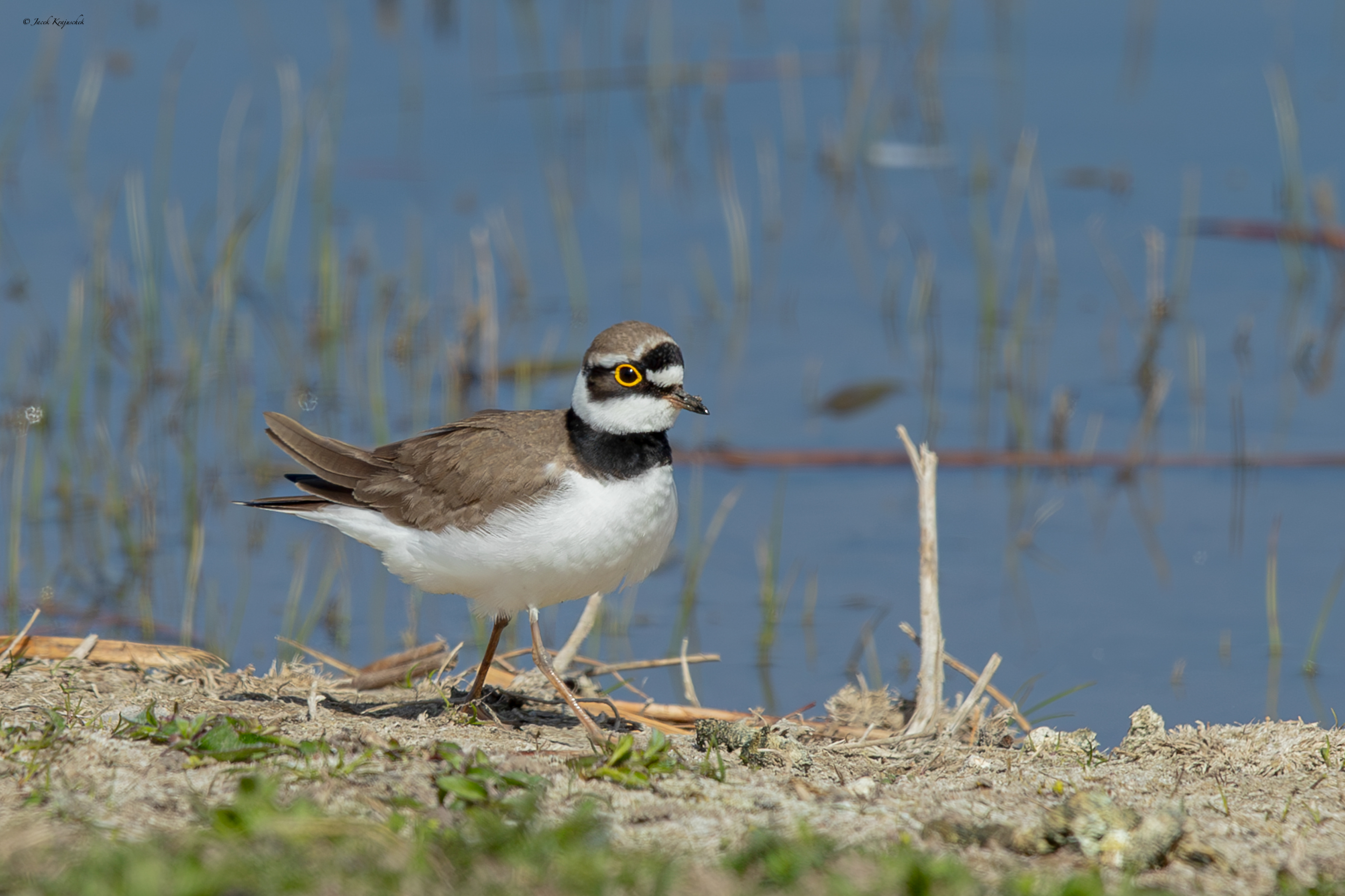 Flußregenpfeifer (Charadrius dubios) Sieweczka rzeczna