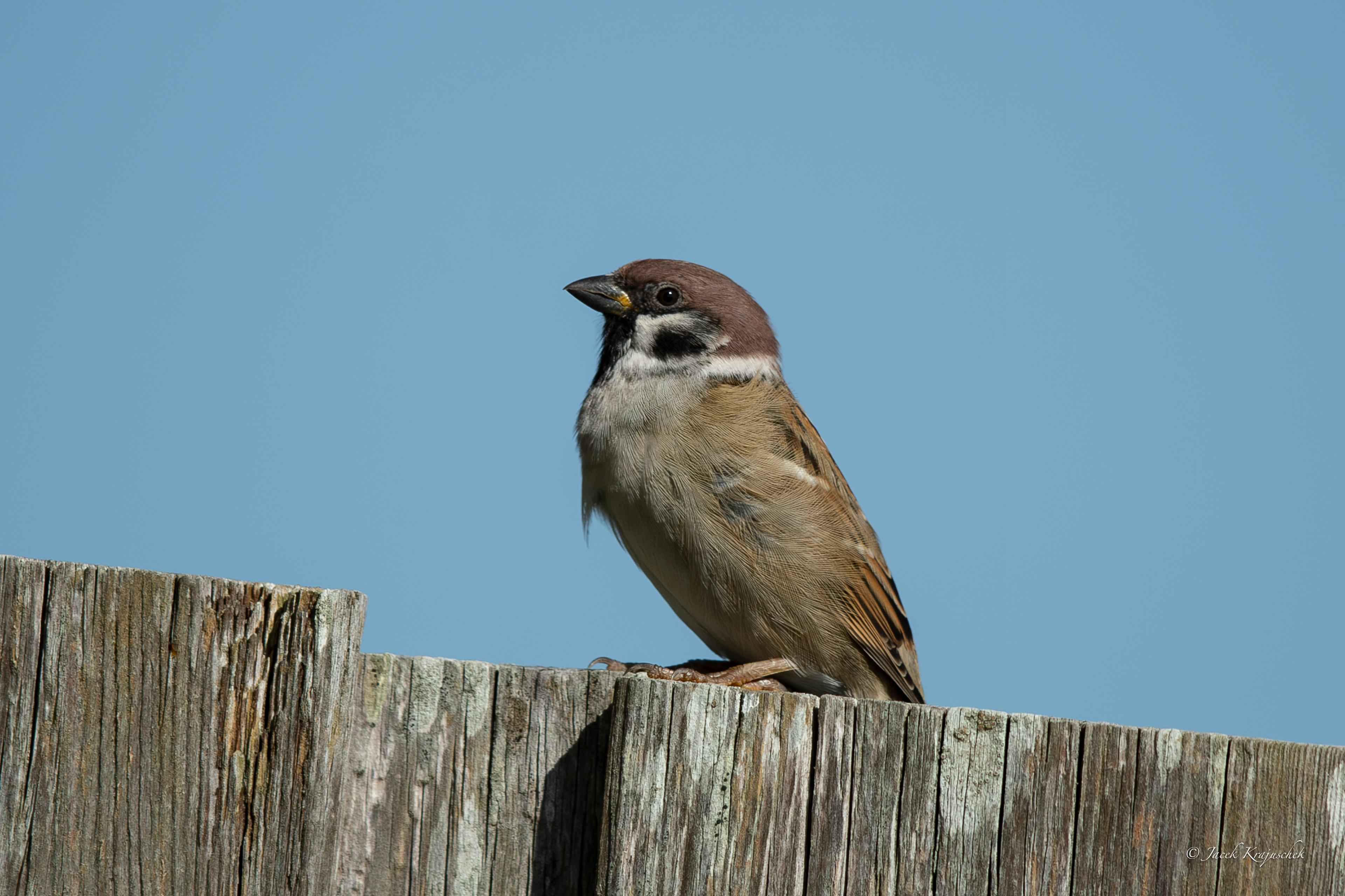 Feldsperling (Passer montanus) Mazurek