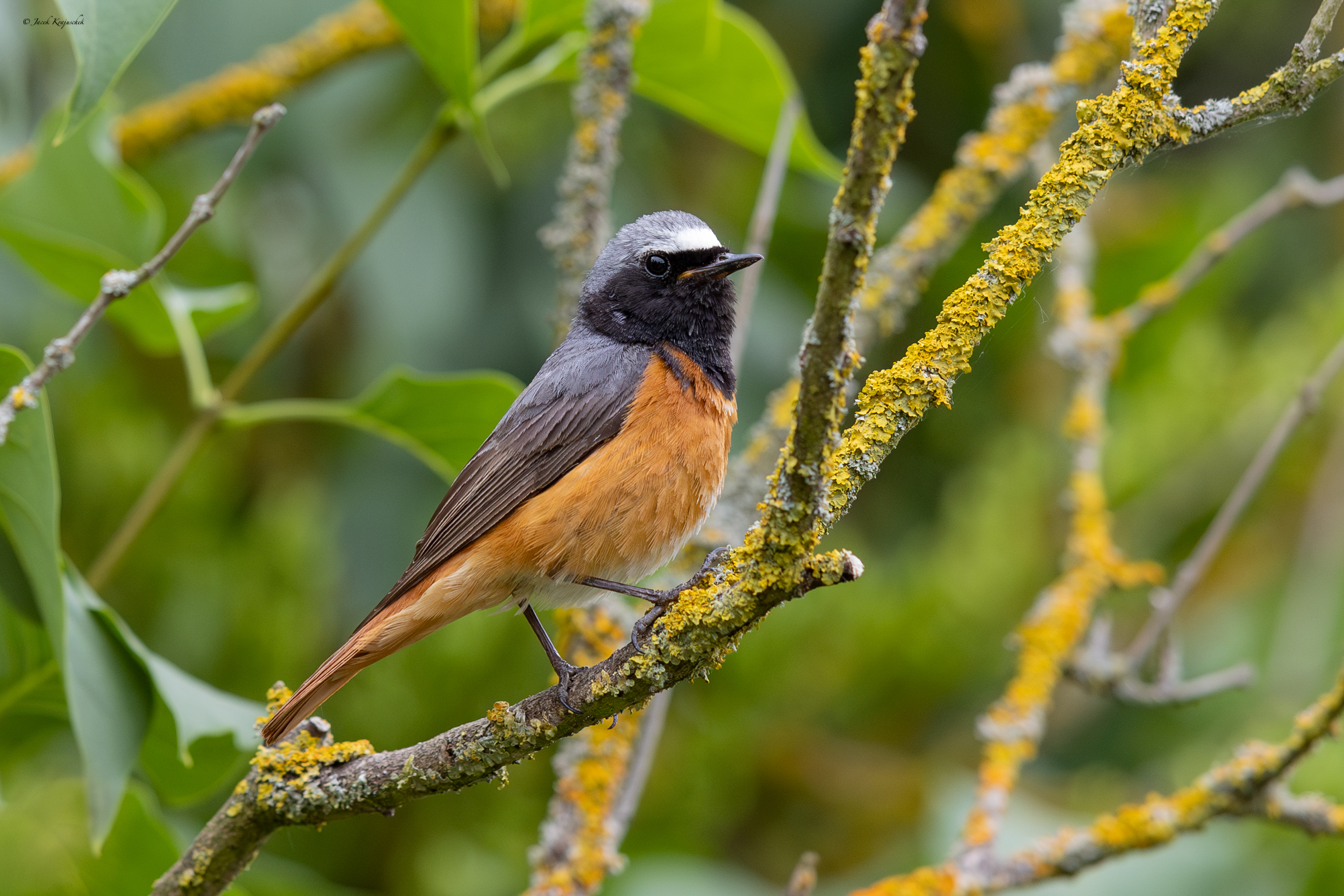 Gartenrotschwanz (Phoenicurus phoenicurus) Pleszka