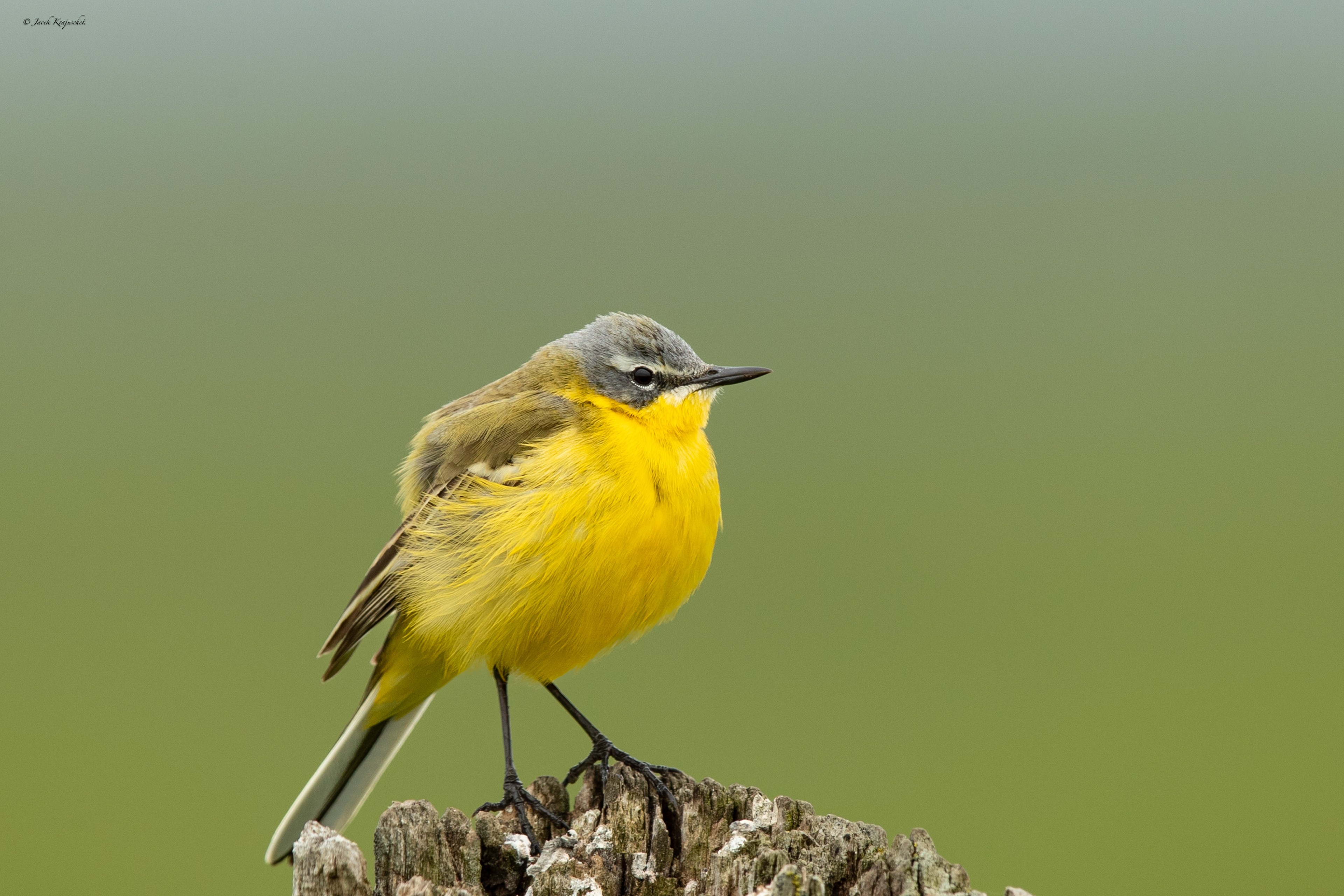 Wiesenschafstelze (Motacilla flava) Pliszka Żółta