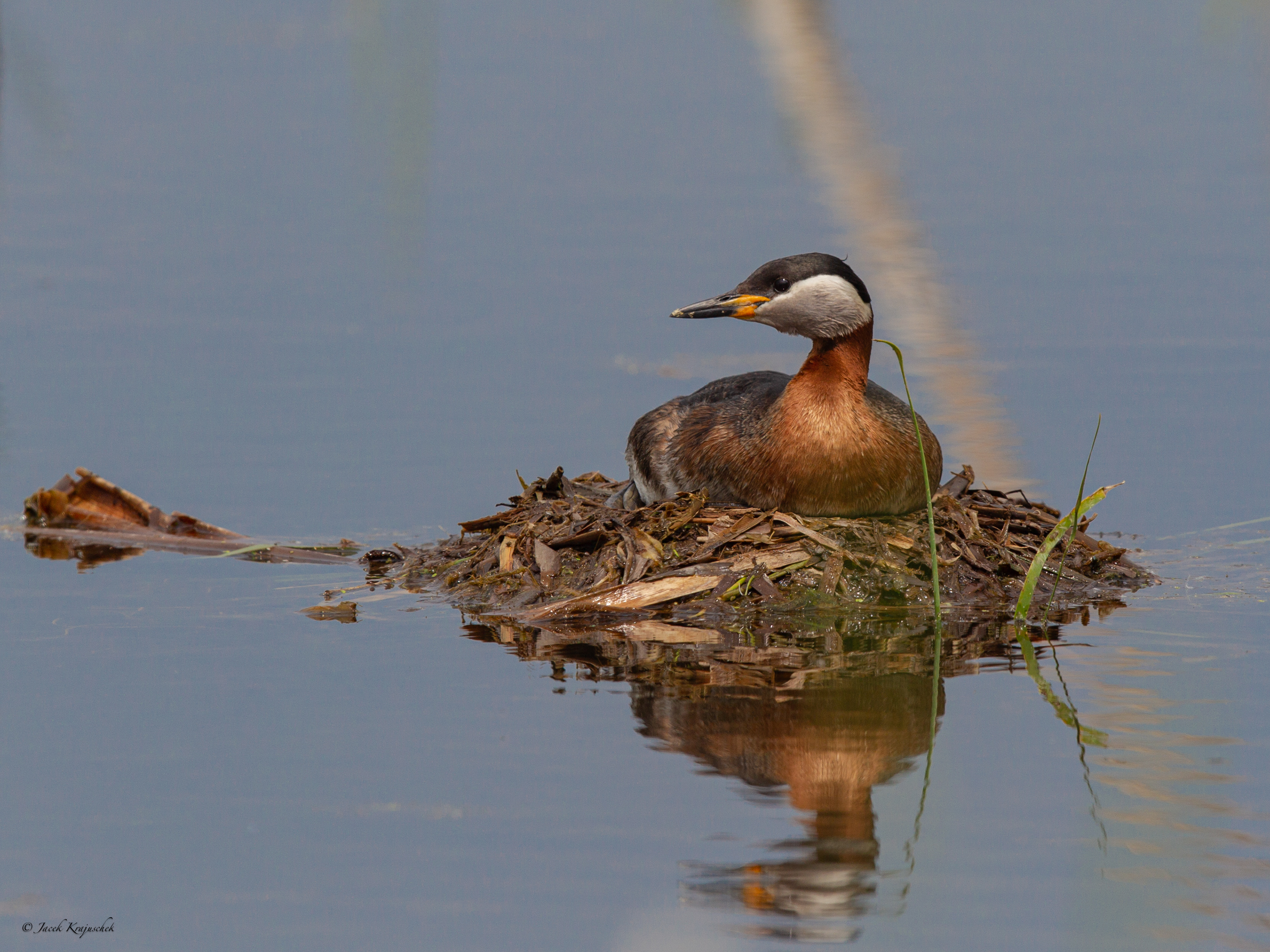 Rothalstaucher (Podiceps grisegena) Perkoz rdzawoszyi