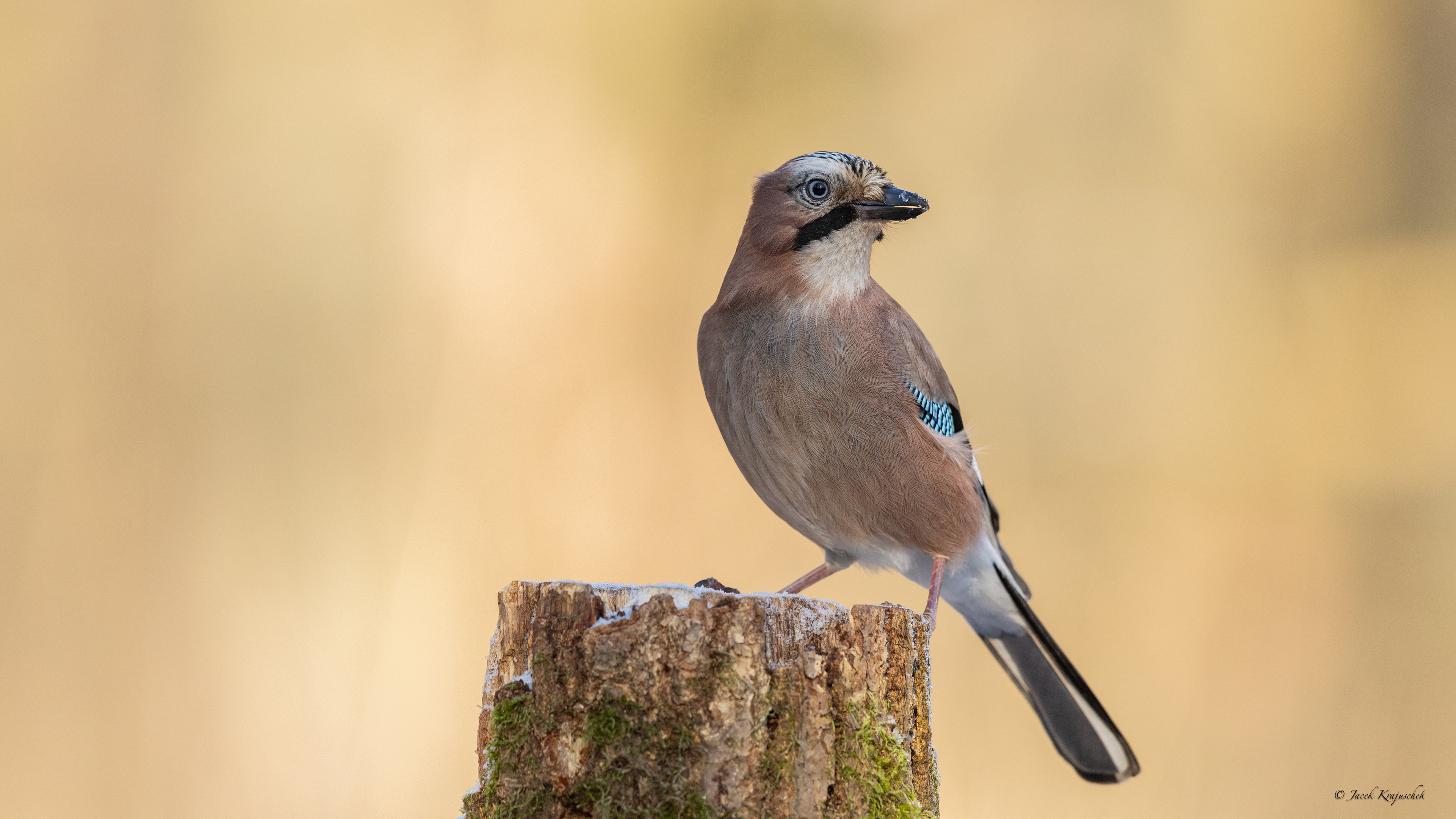 Eichelhäher (Garrulus glandarius) Sójka