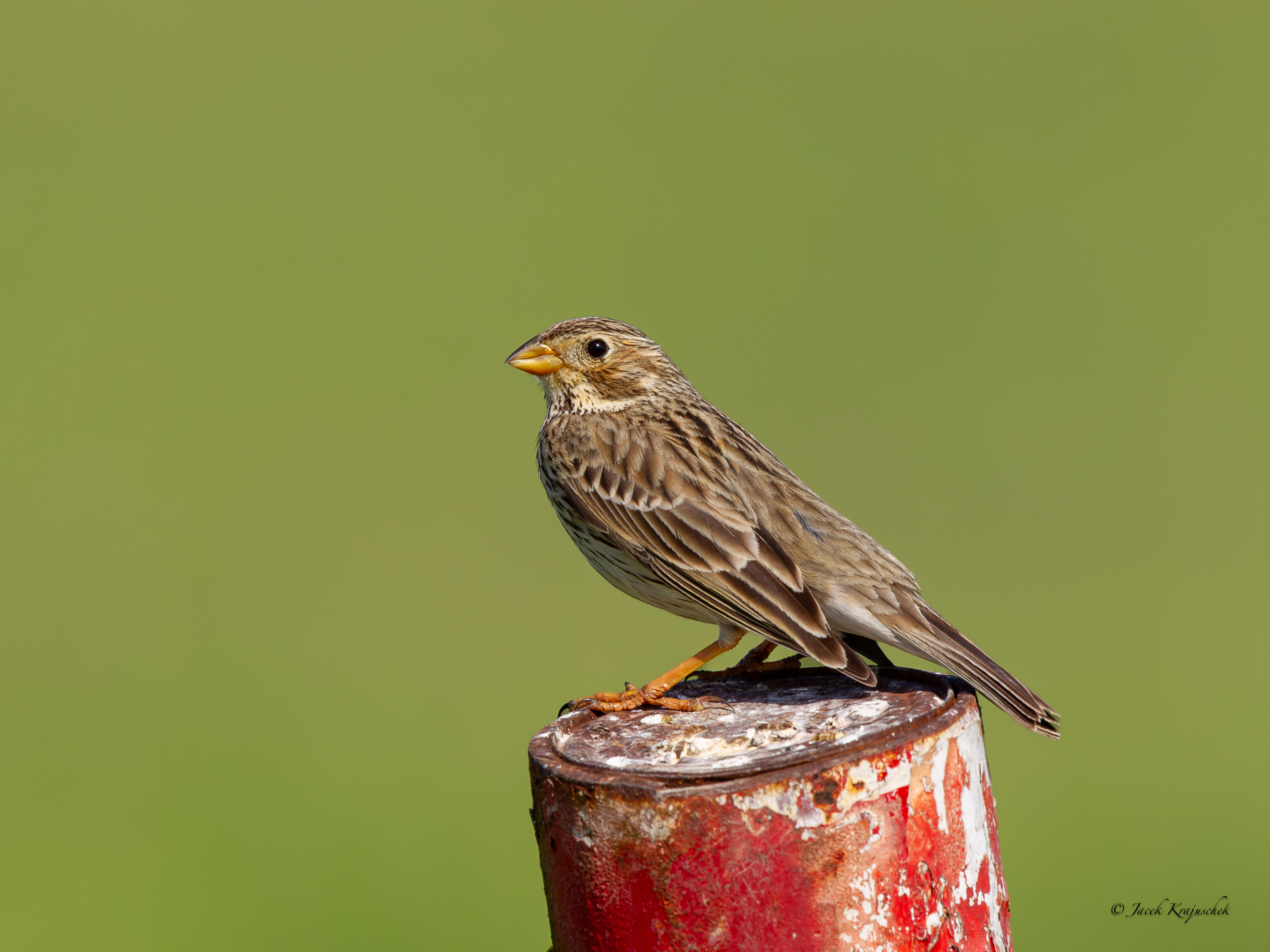 Grauammer (Emberiza calandra) Potrzeszcz