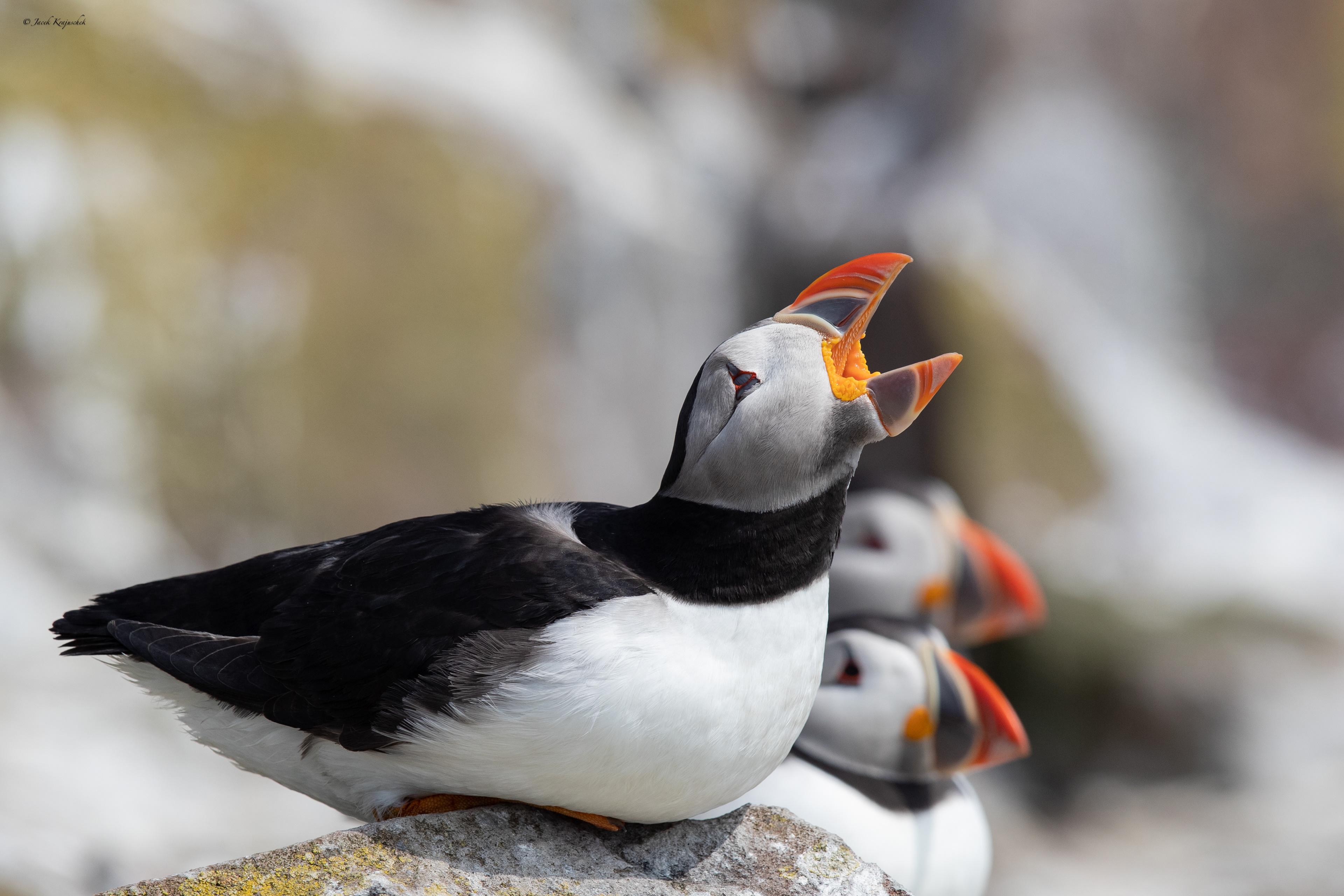 Papageitaucher (Fratercula arctica) Maskonur
