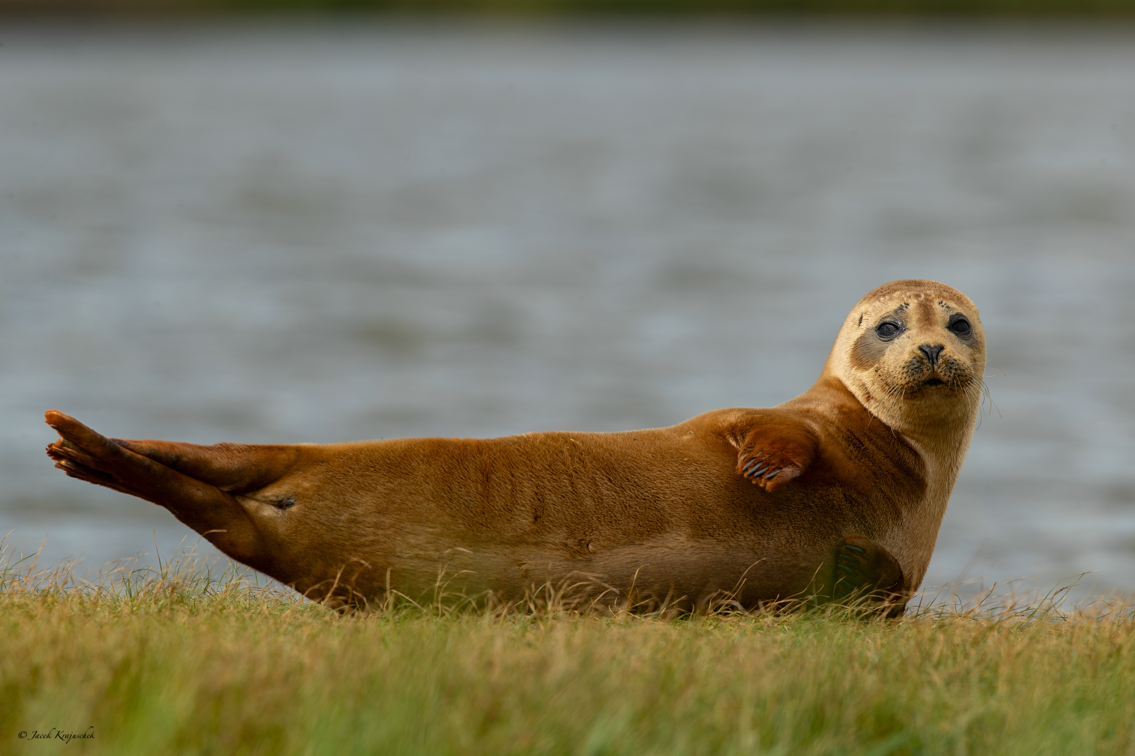 Seehund (Phoca vitulina) Foka pospolita