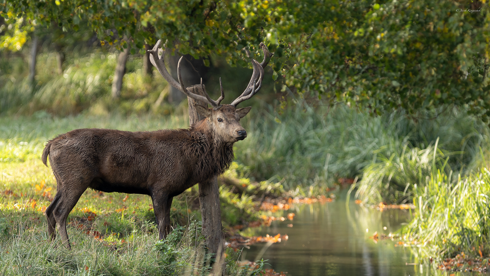 Rothirsch (Servus elephus)  Jeleń szlachetny