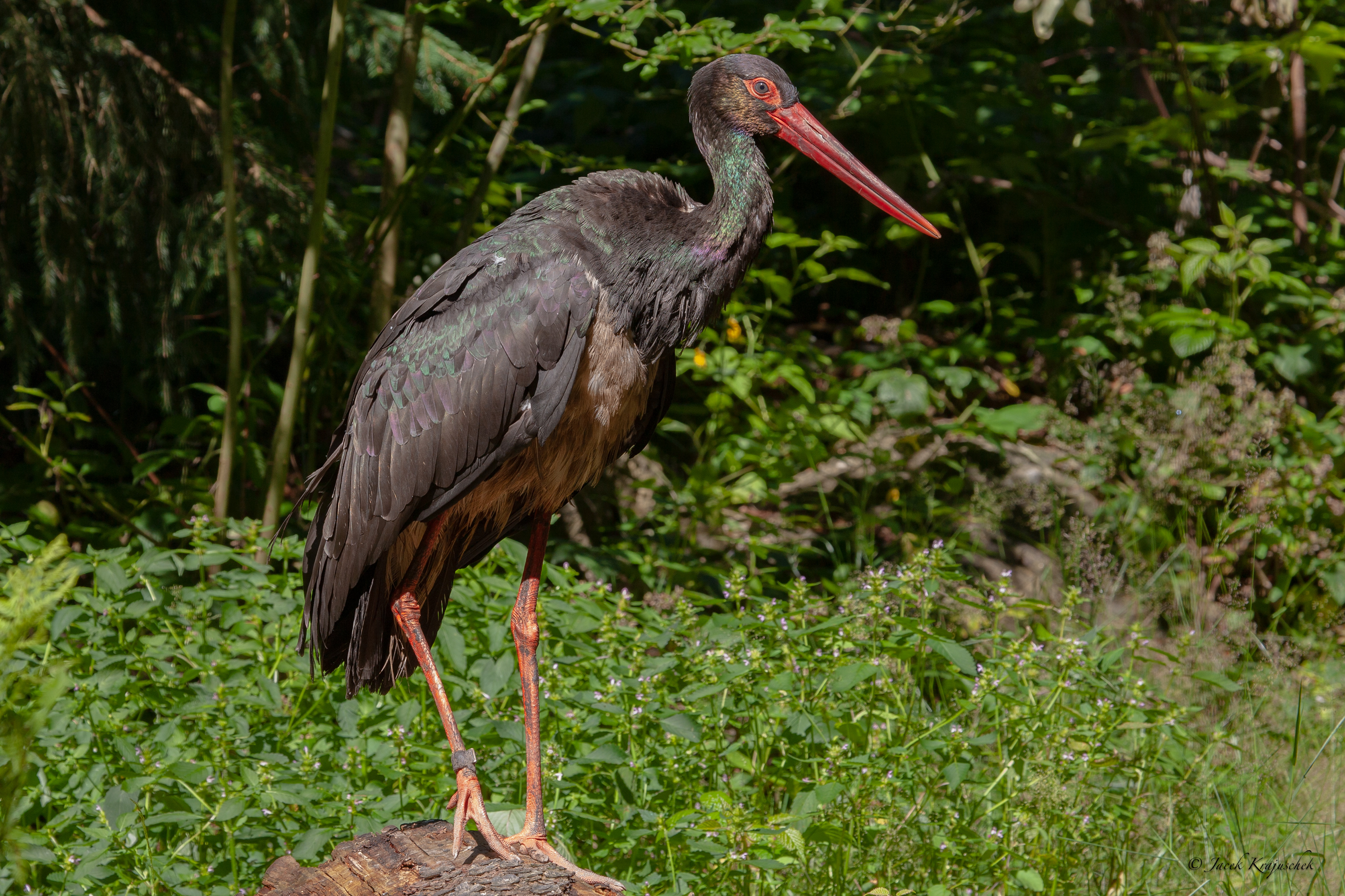 Schwarzstorch (Ciconia nigra) Bocian czarny