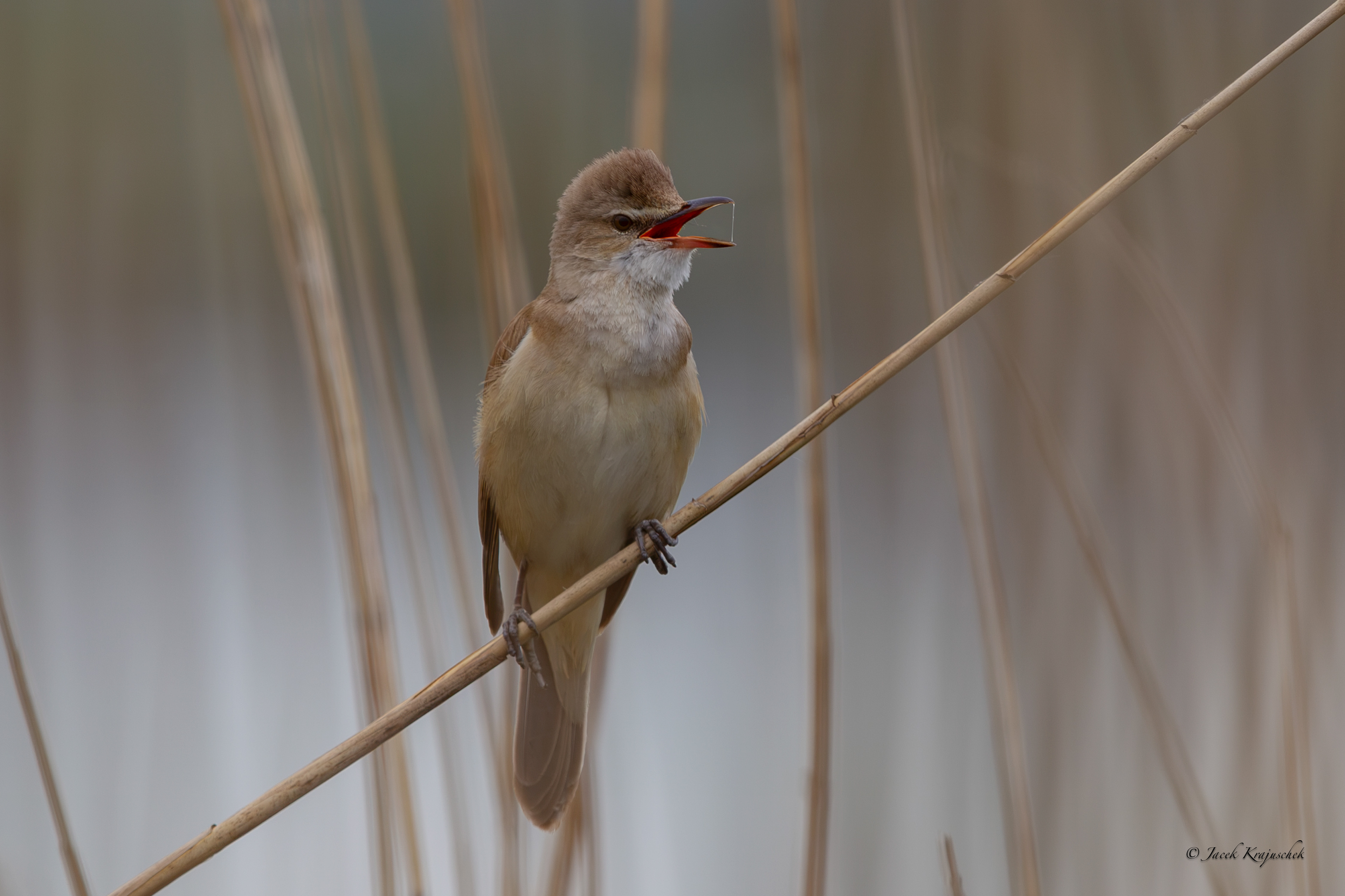 Drosselrohrsänger (Acrocephalus arundinaceus) Trzciniak