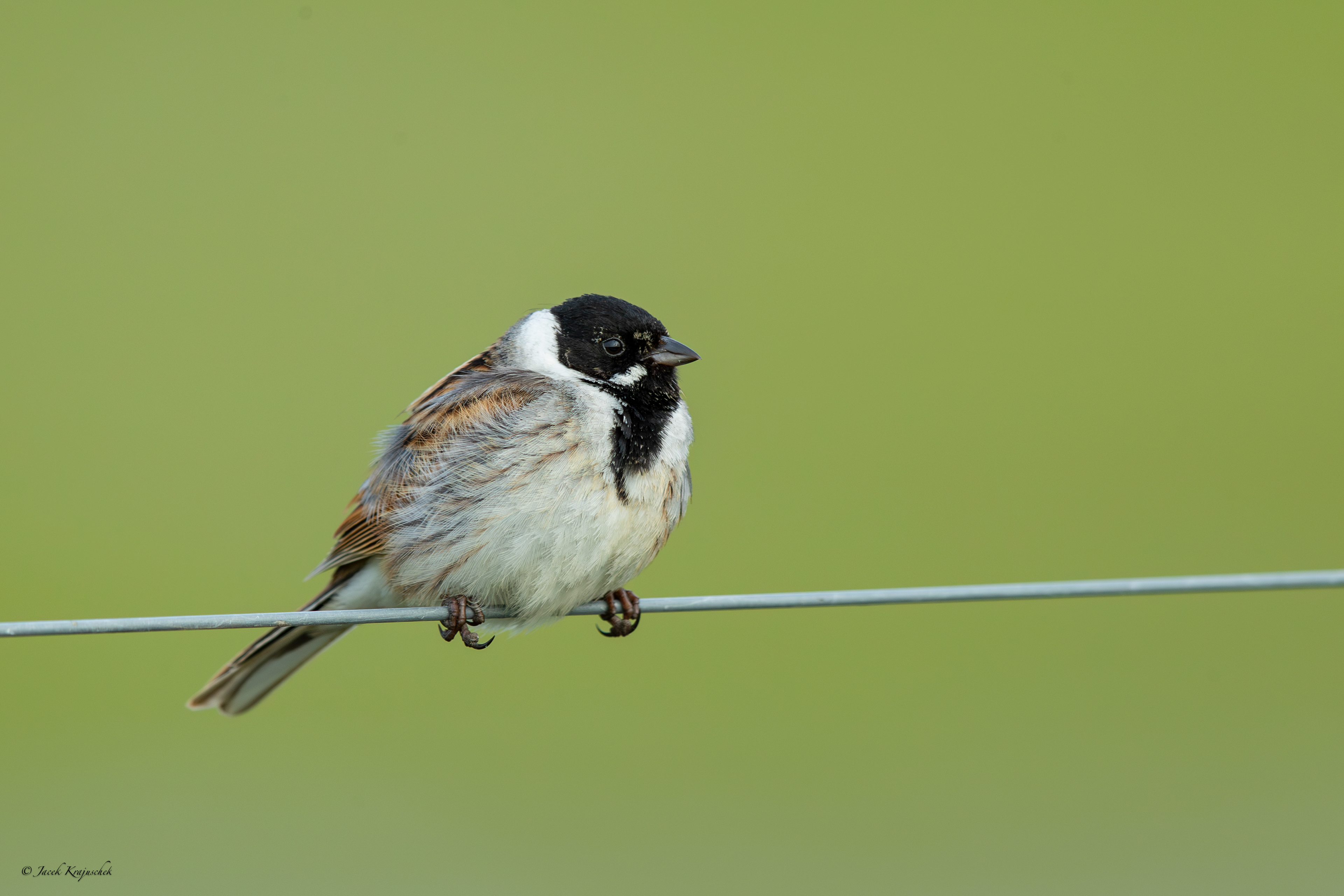 Rohrammer (Emberiza schoeniiclus) Potrzos