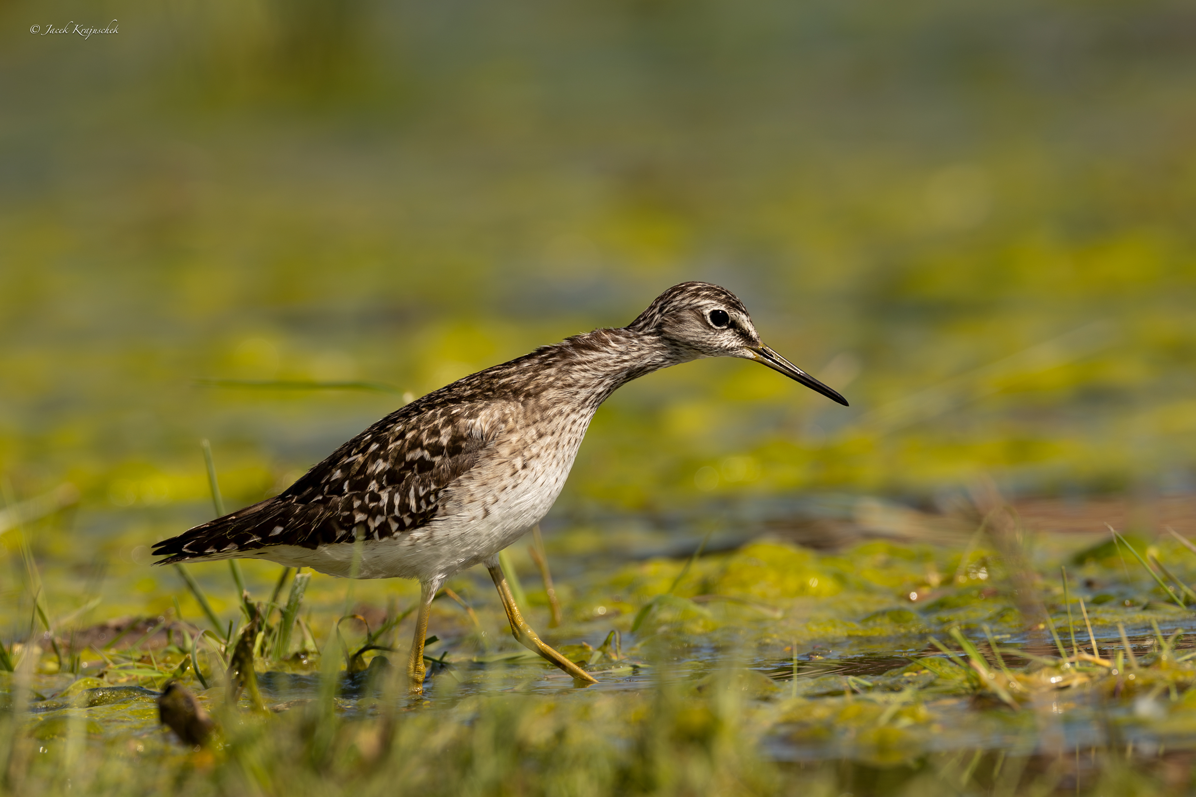 Grünschenkel (Tringa nebularia) Kwokacz