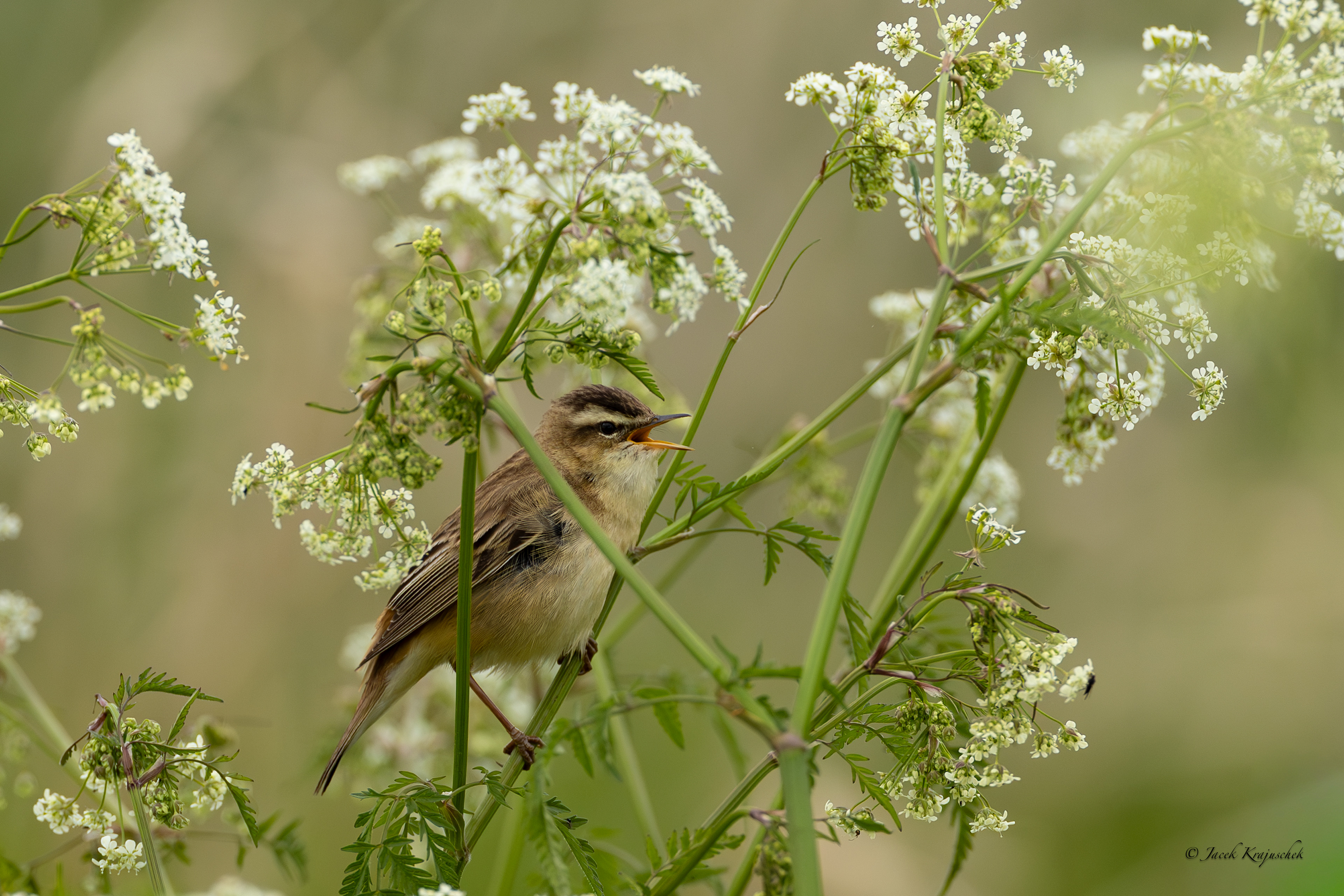Schilfrohrsänger (Acrocepharus schoenobaenus) Rokitniczka