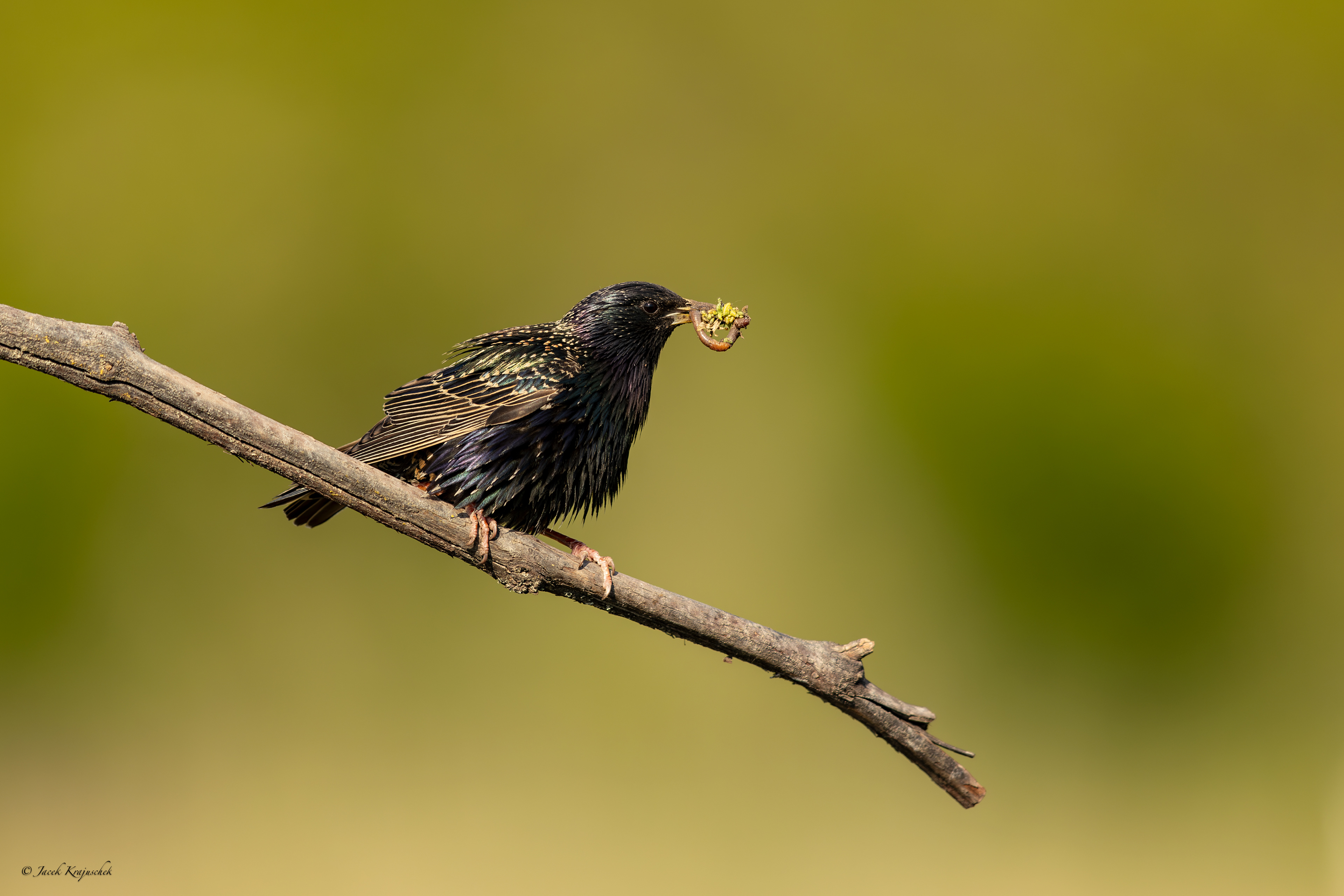 Star (Sturnus vulgaris) Szpak