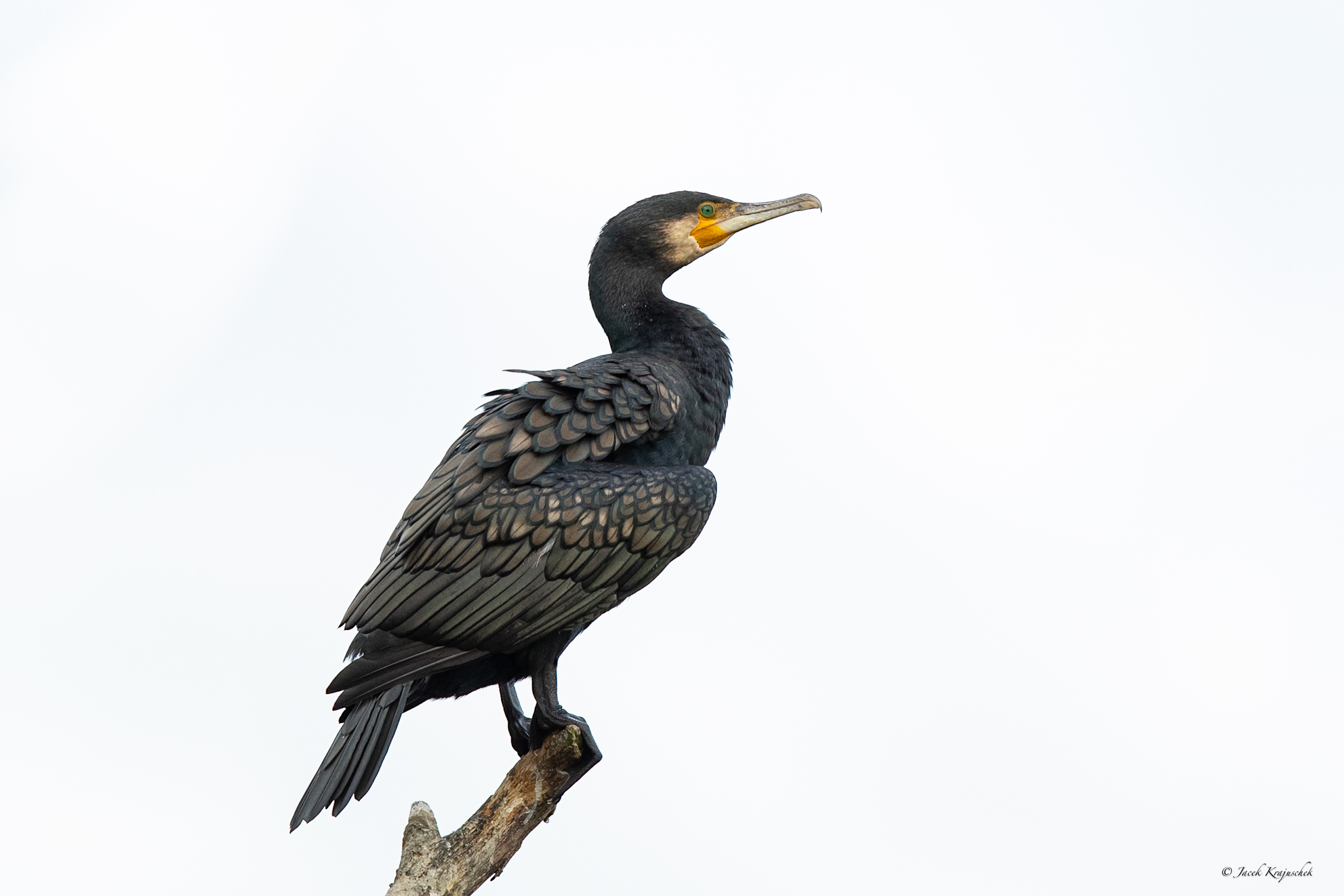 Kormoran (Phalacrocorax carbo) Kormoran