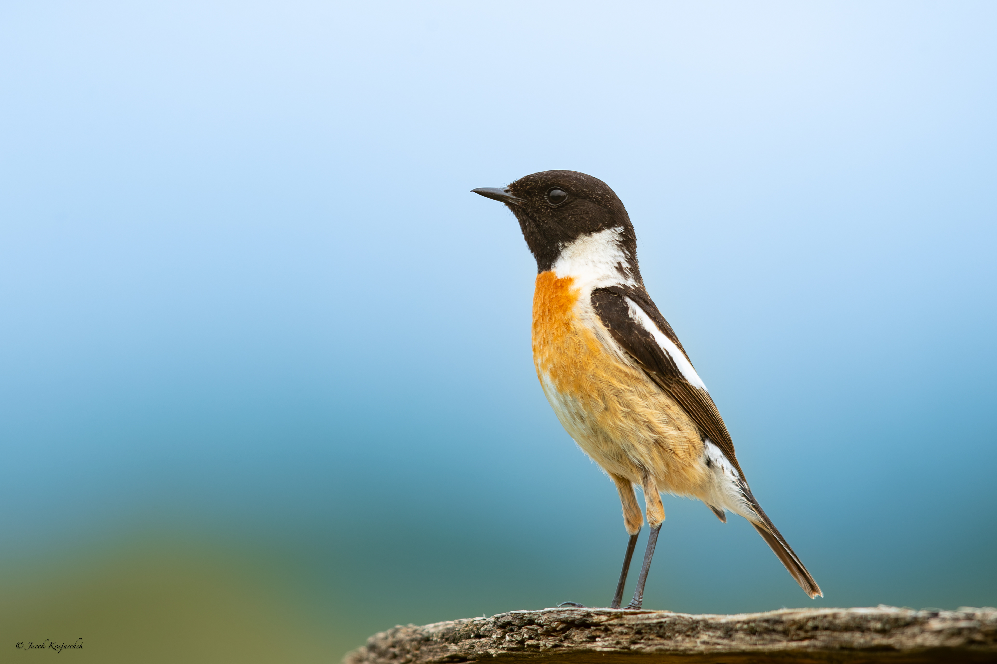 Schwarzkehlchen (Saxicola torquata) Kląskawka